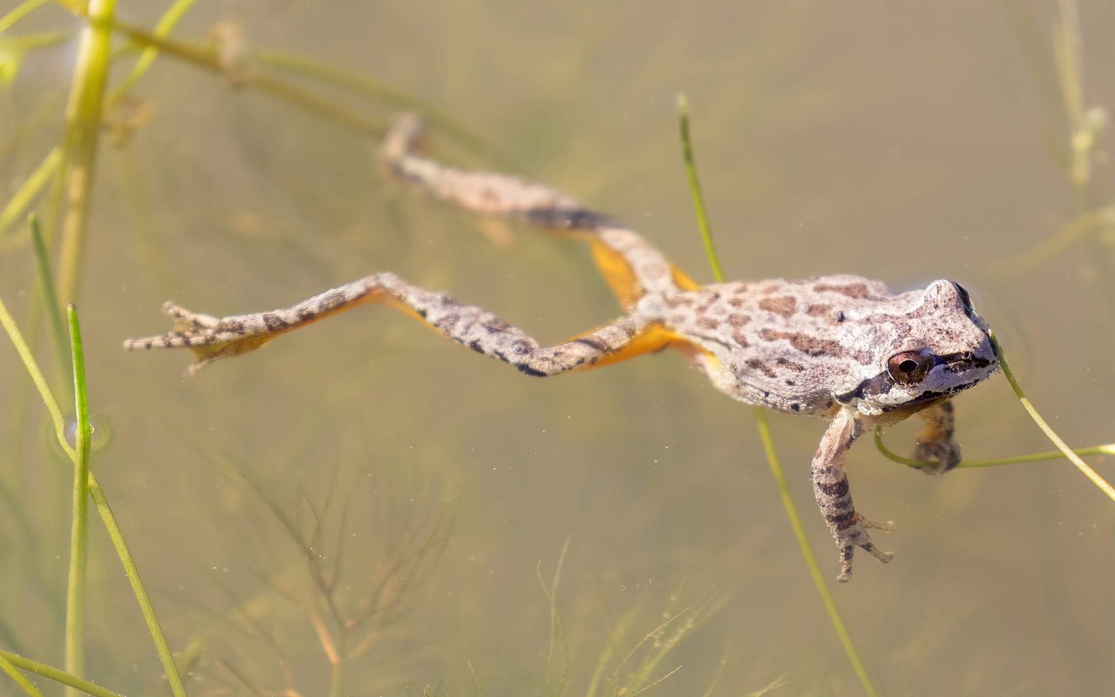 A brown and gray frog floating in shallow water among green plants.