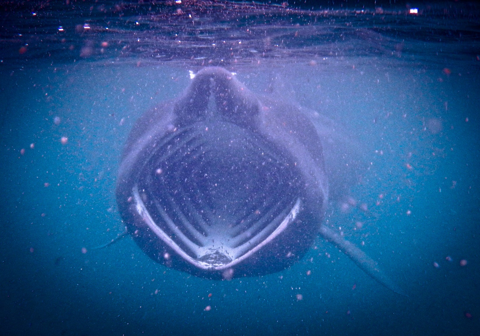 wide open mouth of basking shark swimming underwater