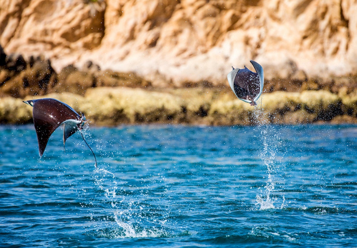 Mobula rays are jumps out of the water. Mexico. Sea of Cortez. California Peninsula