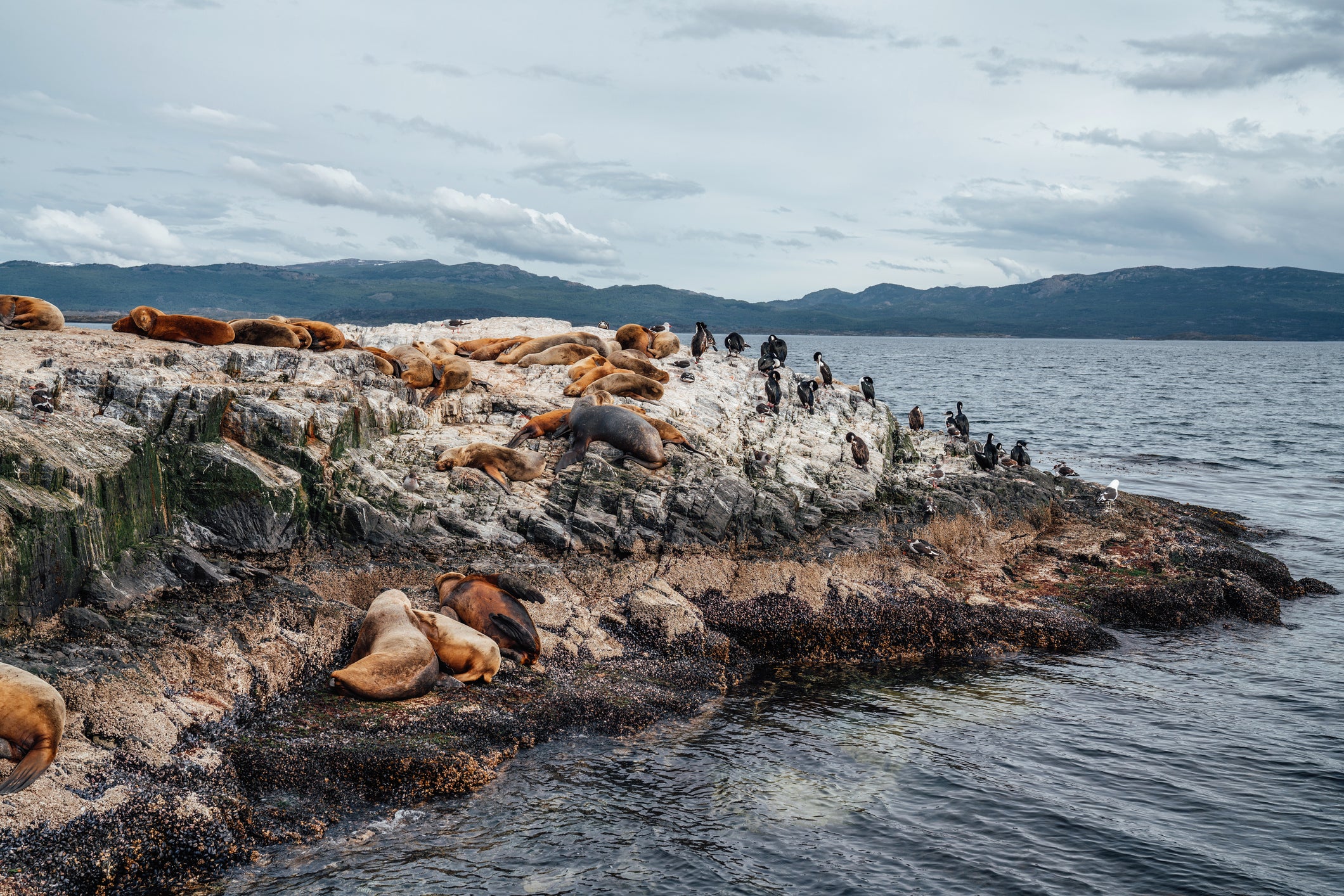 sea lions nap on rocks by ocean with cormorants nearby in Argentina
