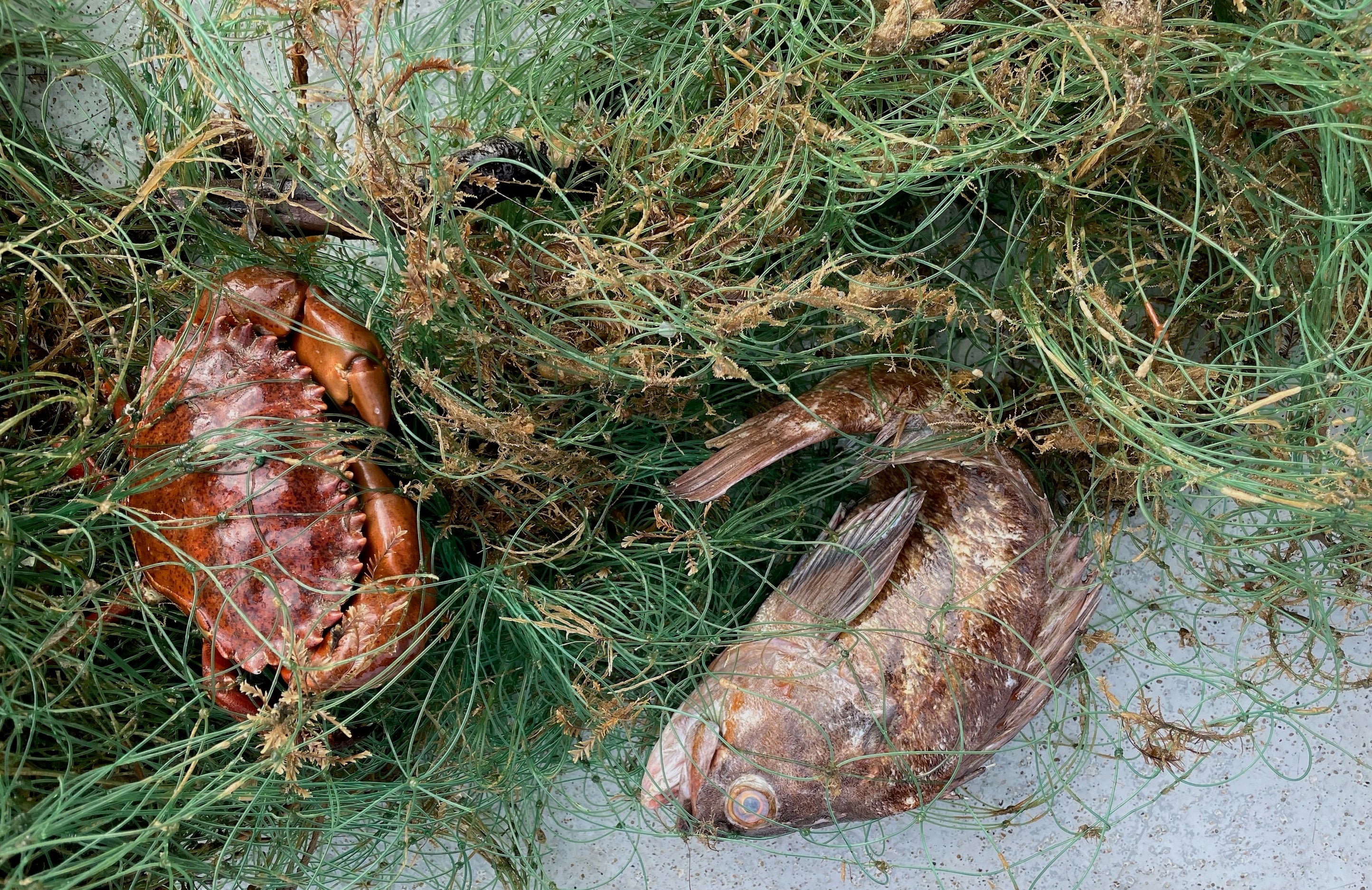 crab and dead fish entangled in green gillnet