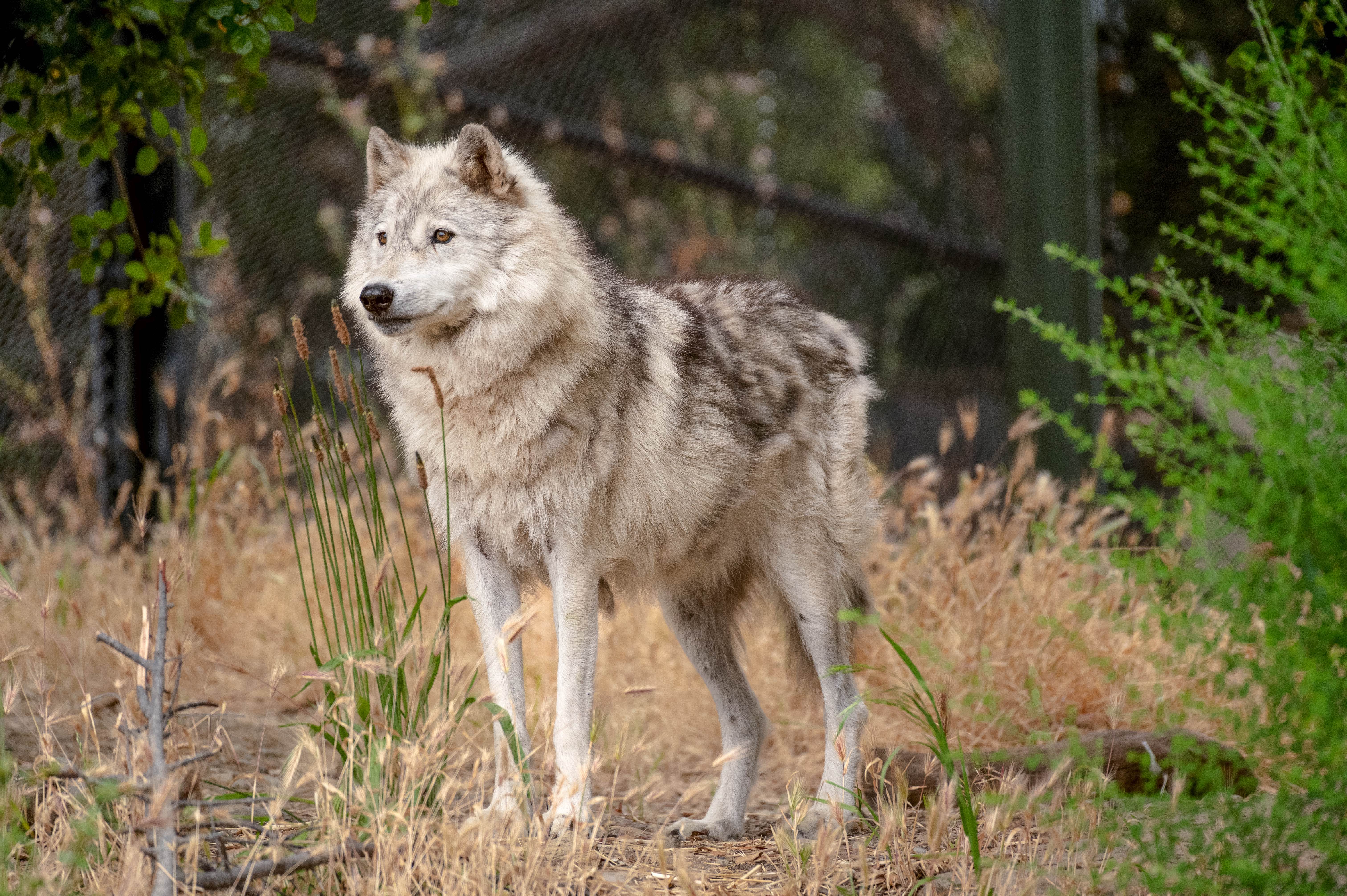 Gray wolf outdoors at a. zoo