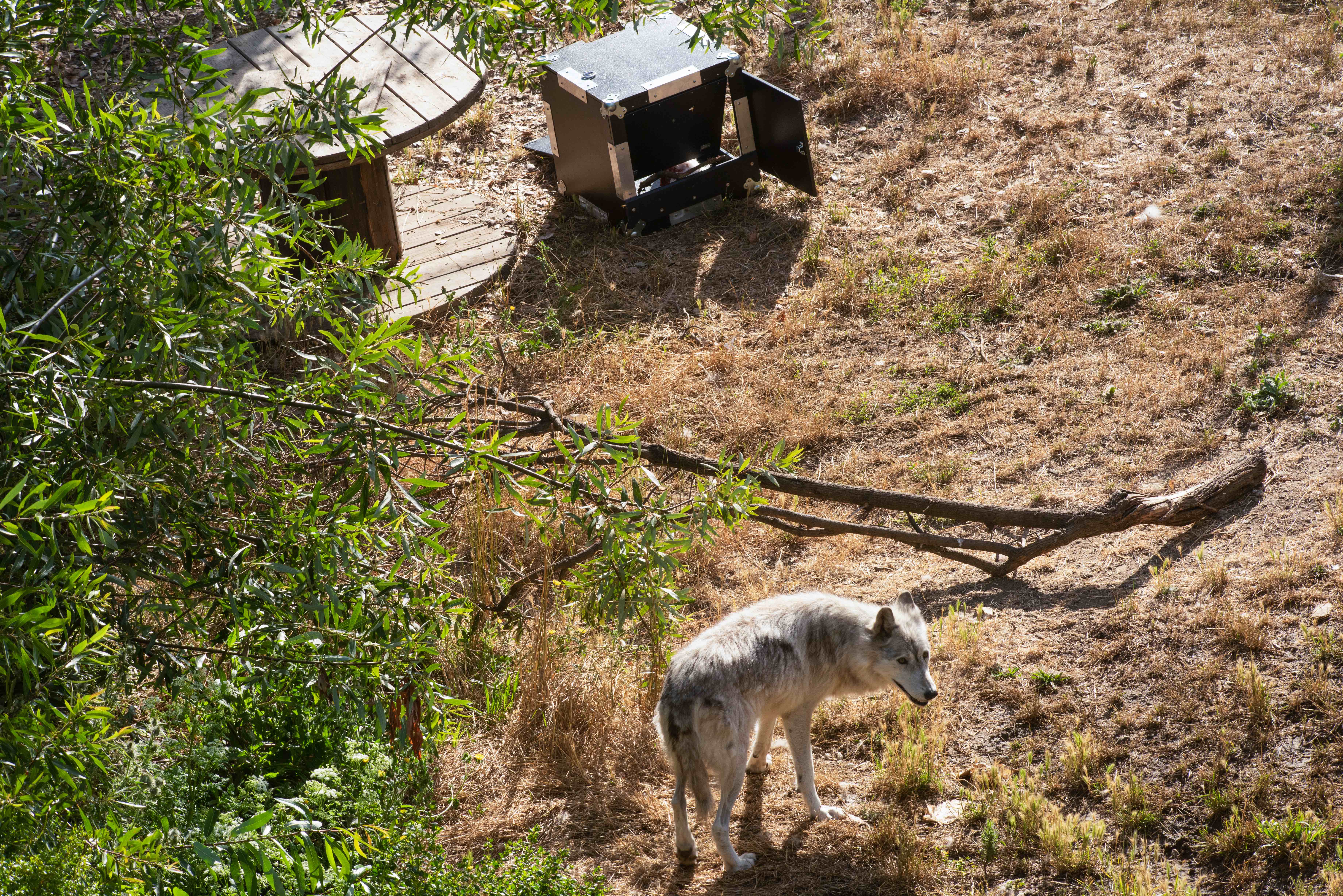 A gray wolf near a puzzle box at Oakland Zoo