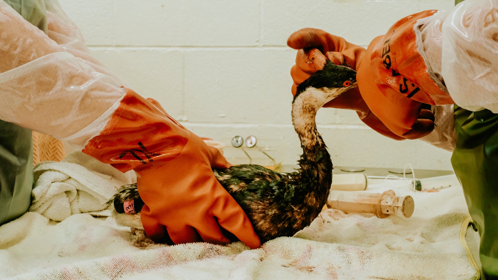 an oiled grebe is cleaned by wildlife responders in bright orange gloves