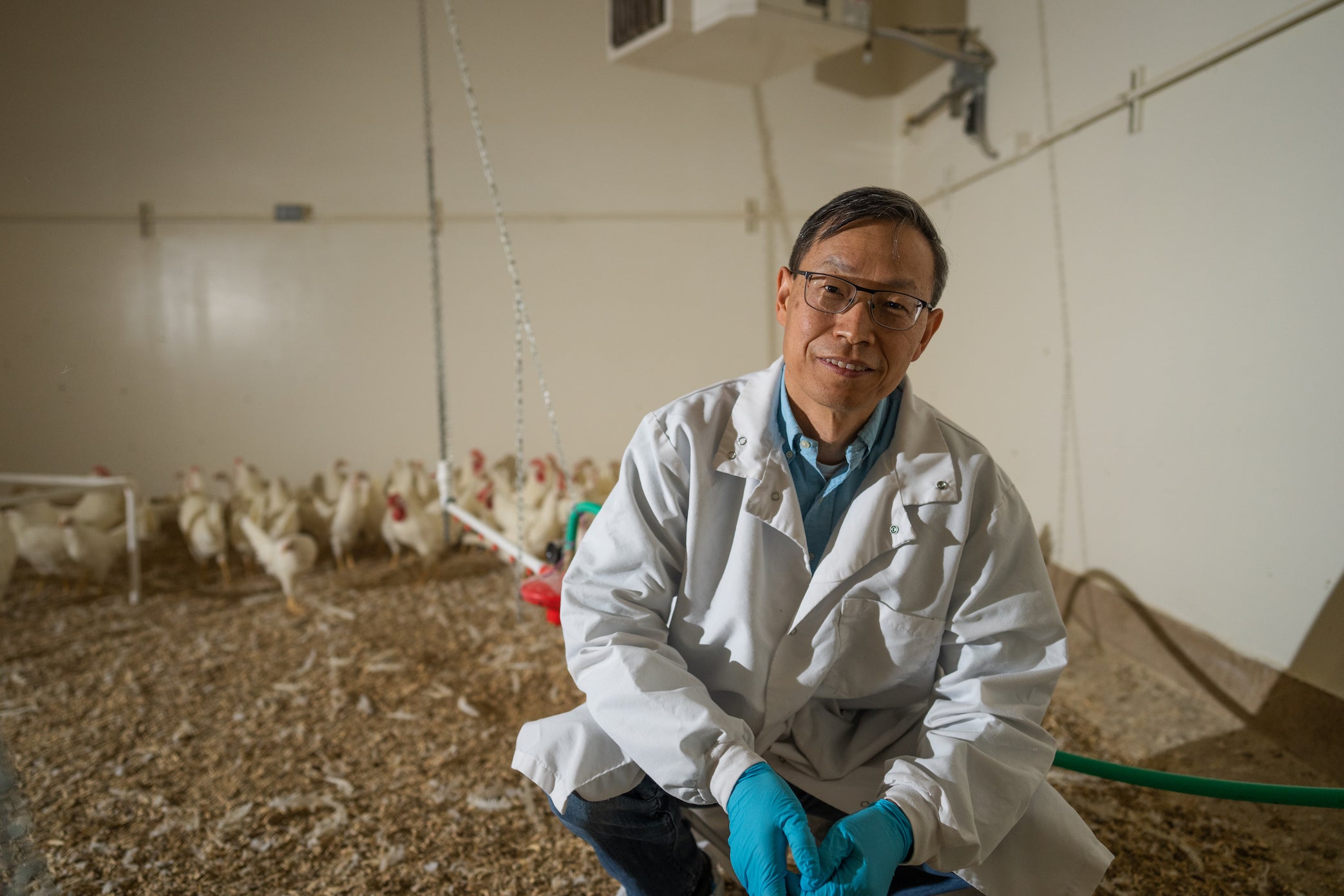 Scientist in lab coat Huaijun Zhou kneels with chickens