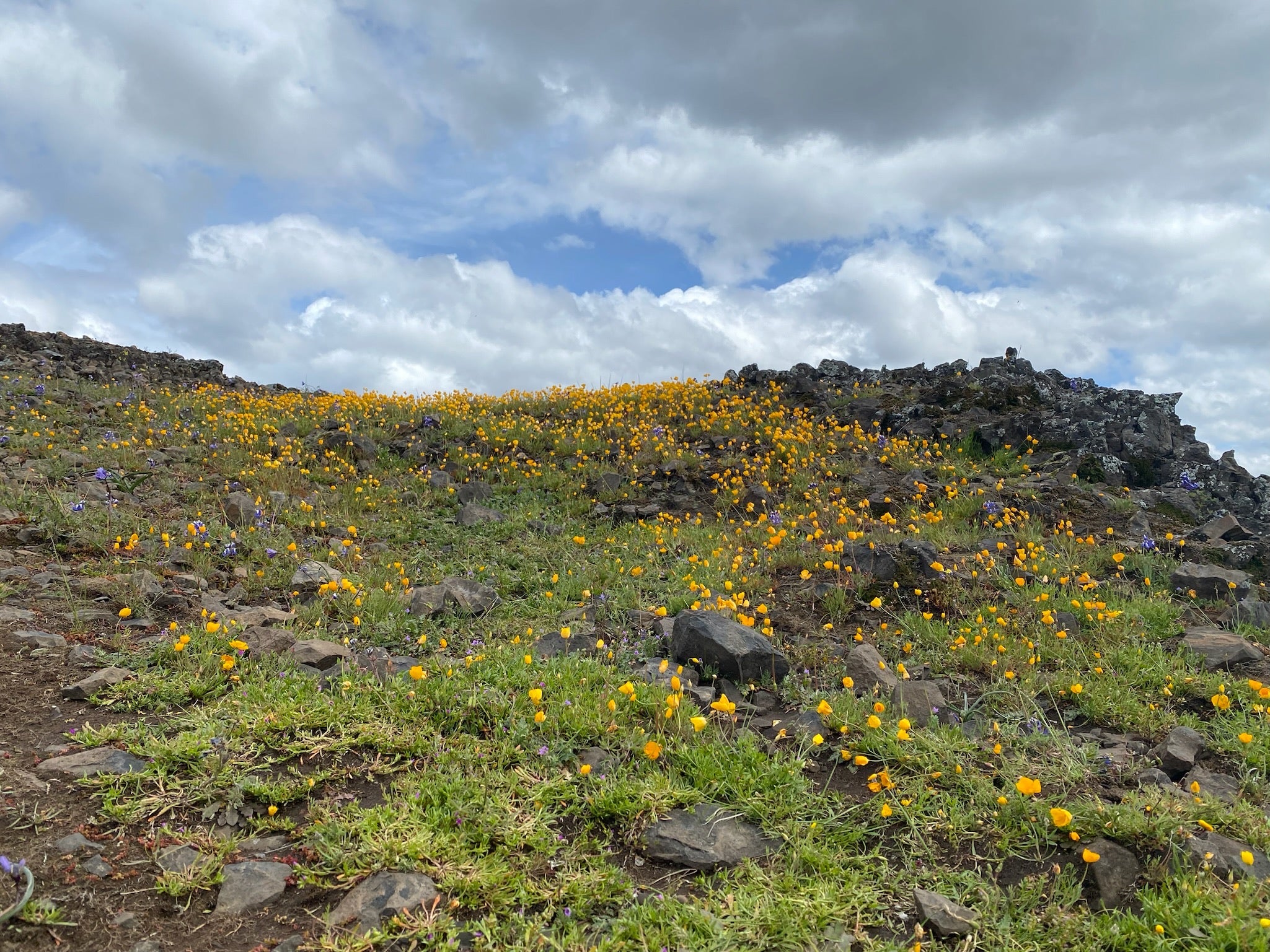 Wildflowers bloom on rocky landscape under blue skies and white clouds at North Table Mountain Ecological Reserve