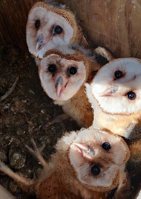 Four barn owls in a nest box, it's lid removed, look up at the camera 