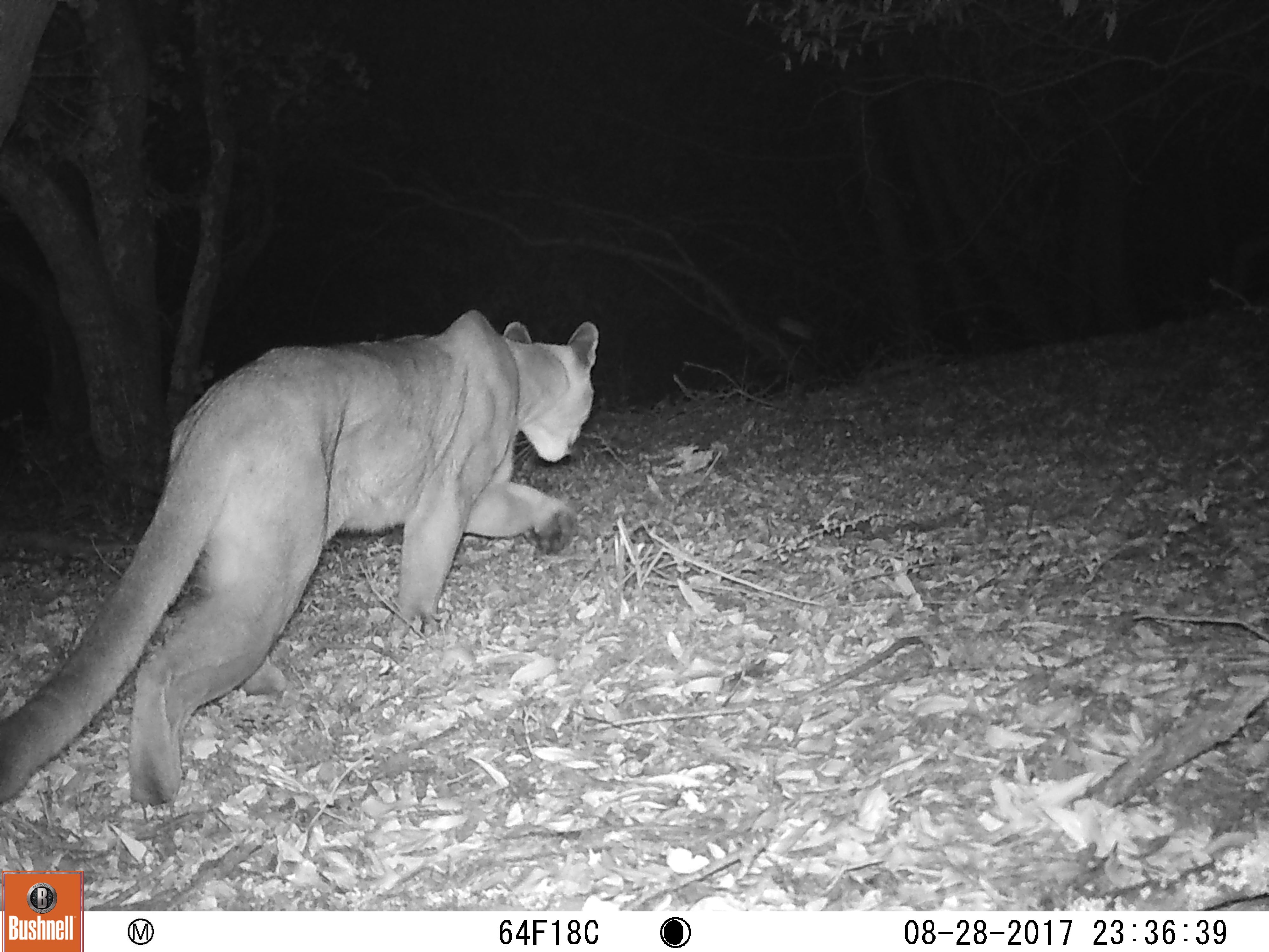 Mountain lion walks away from trail camera at night in black and white photo