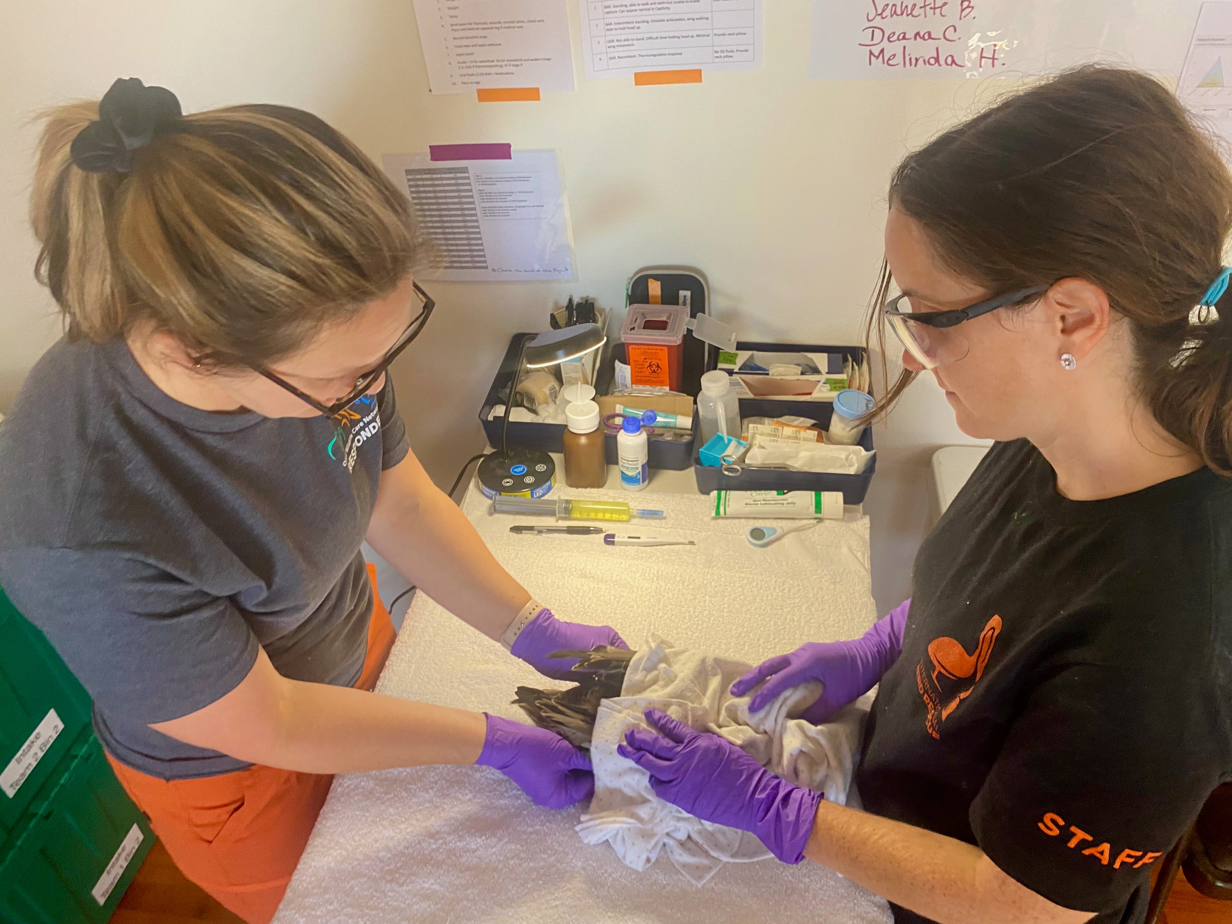 Two wildlife care responders treat a bird, partially covered by a cloth, for botulism