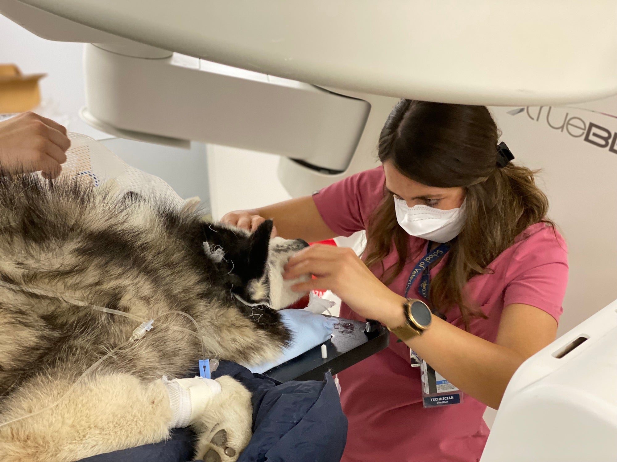 Veterinarians shown prepping a German shepherd mix for a treatment using a machine called a linnear accelerator, which targets radiation therapy.