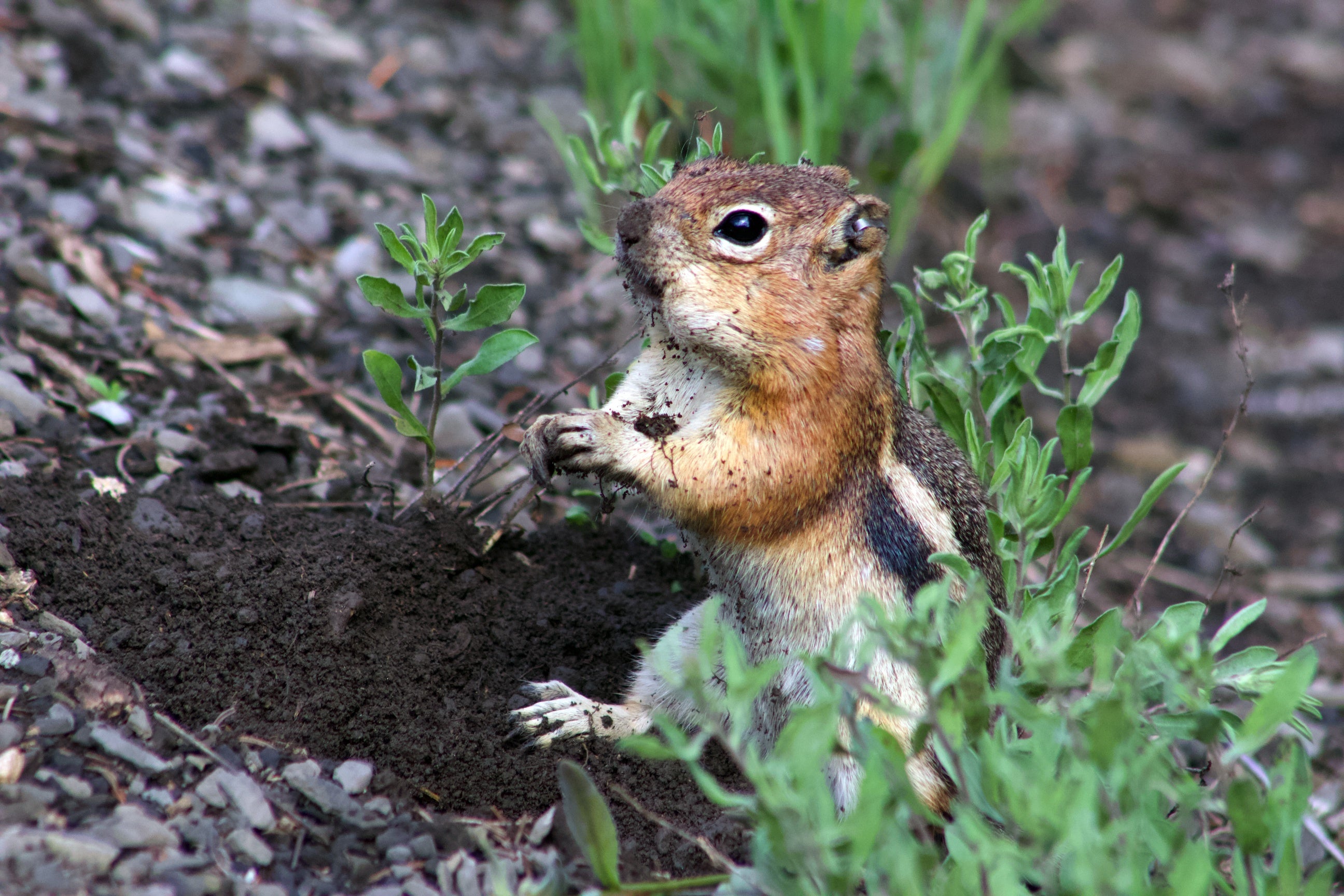 Golden mantled ground squirrel with full cheeks