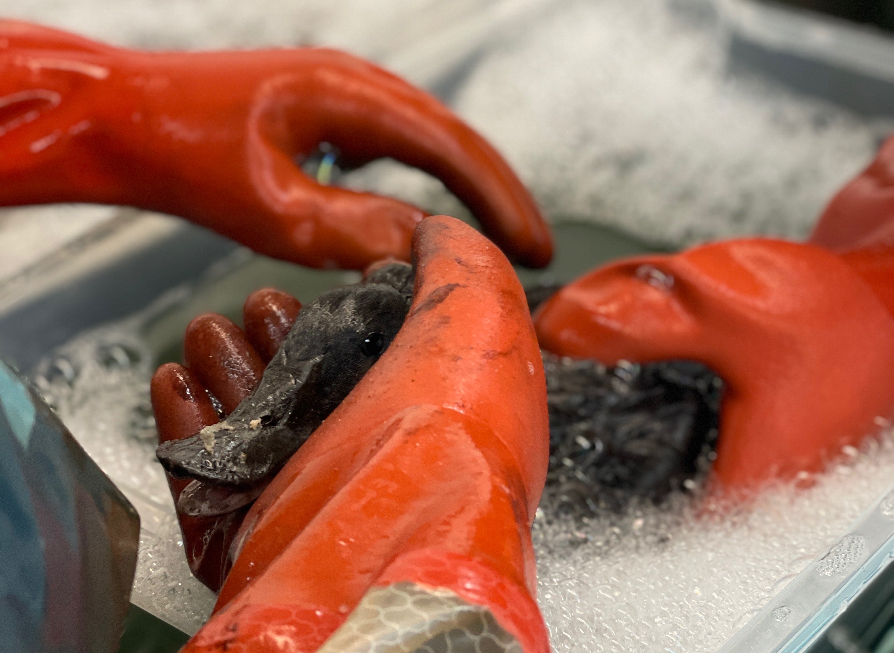 hands in bright red gloves wash an oiled ruddy duck in sudsy water after an oil spill