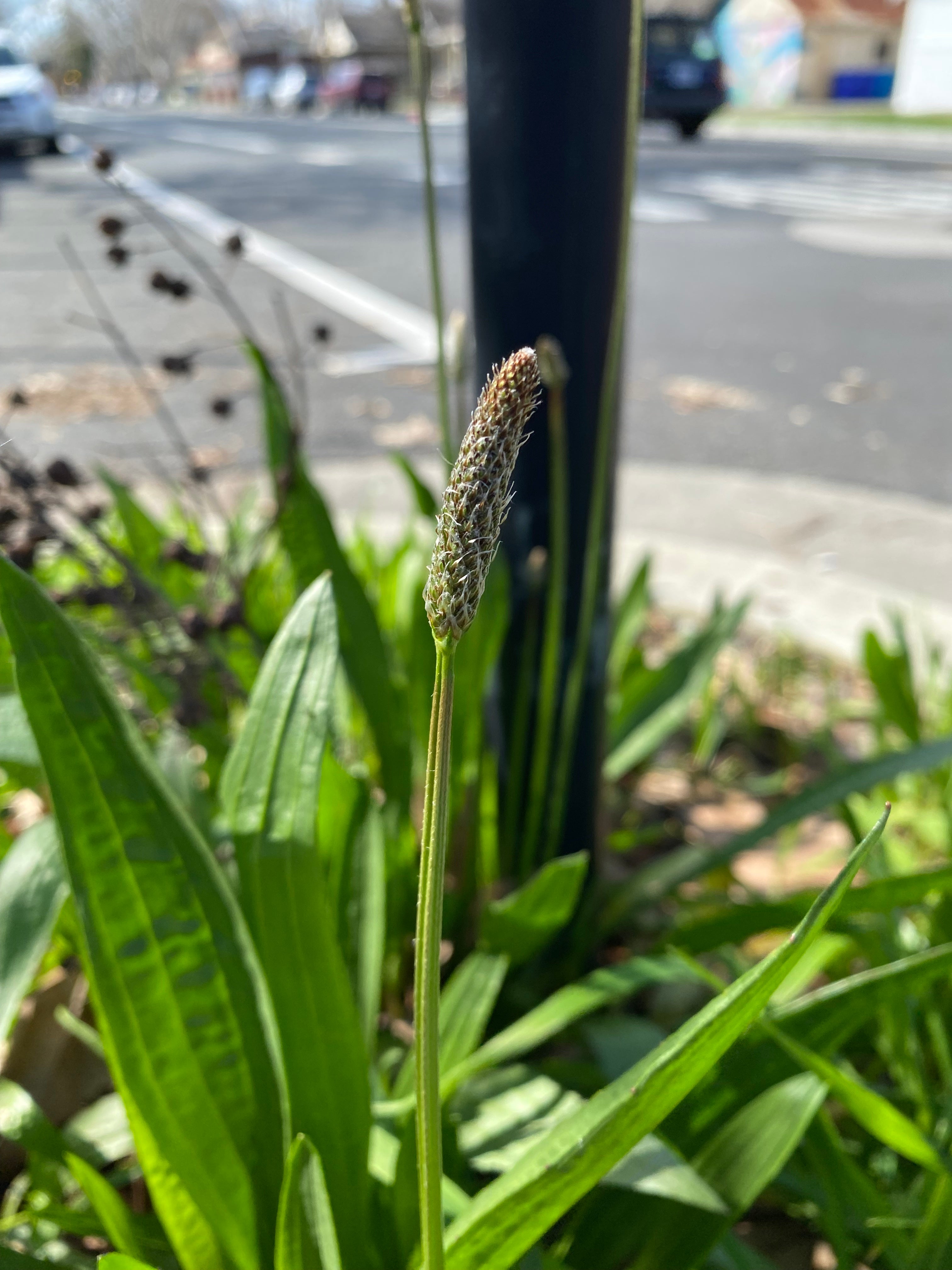 Plantago lanceolata