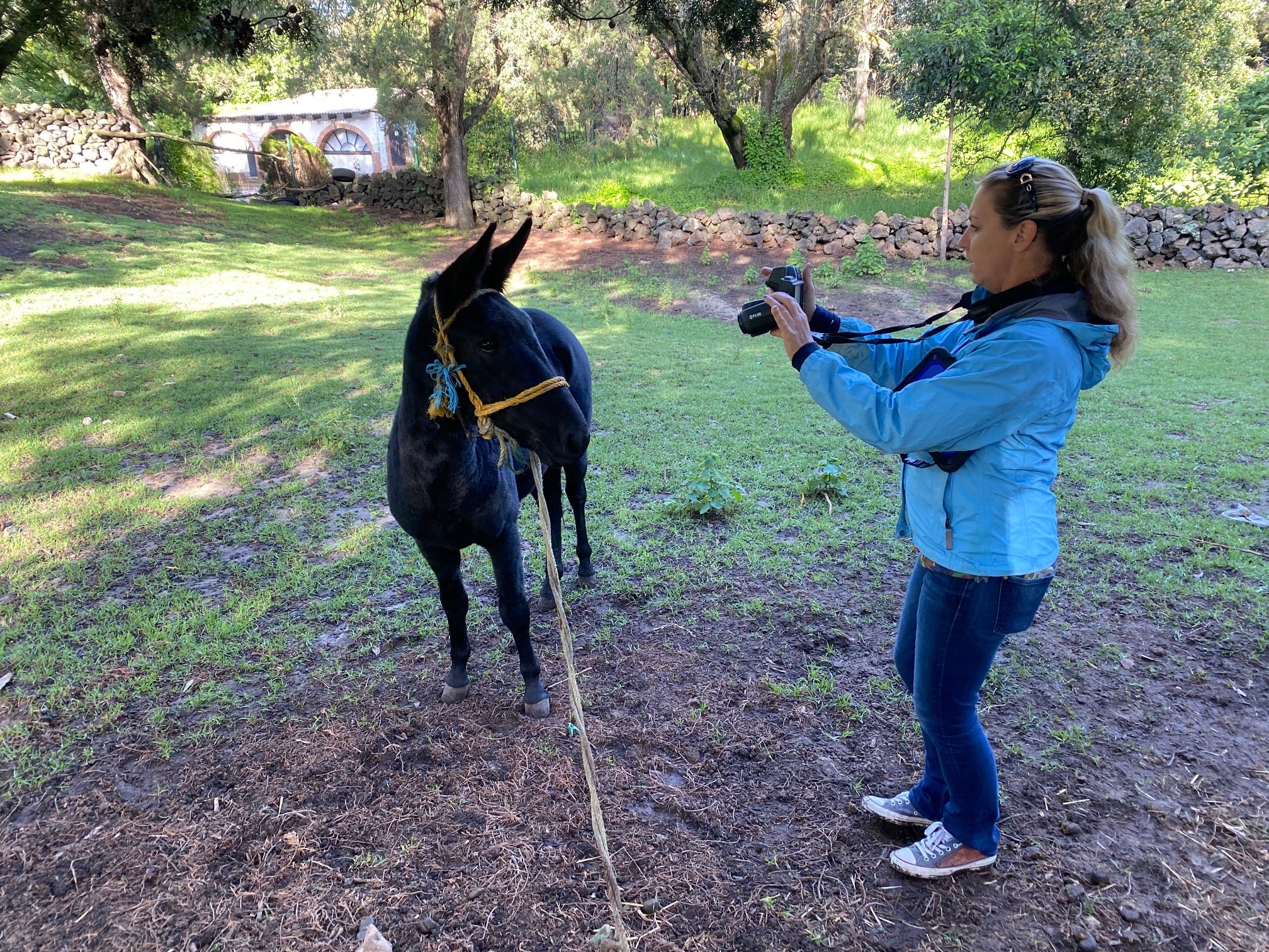 On left, a mule turns to a woman in a light blue jacket taking a picture of the animal.