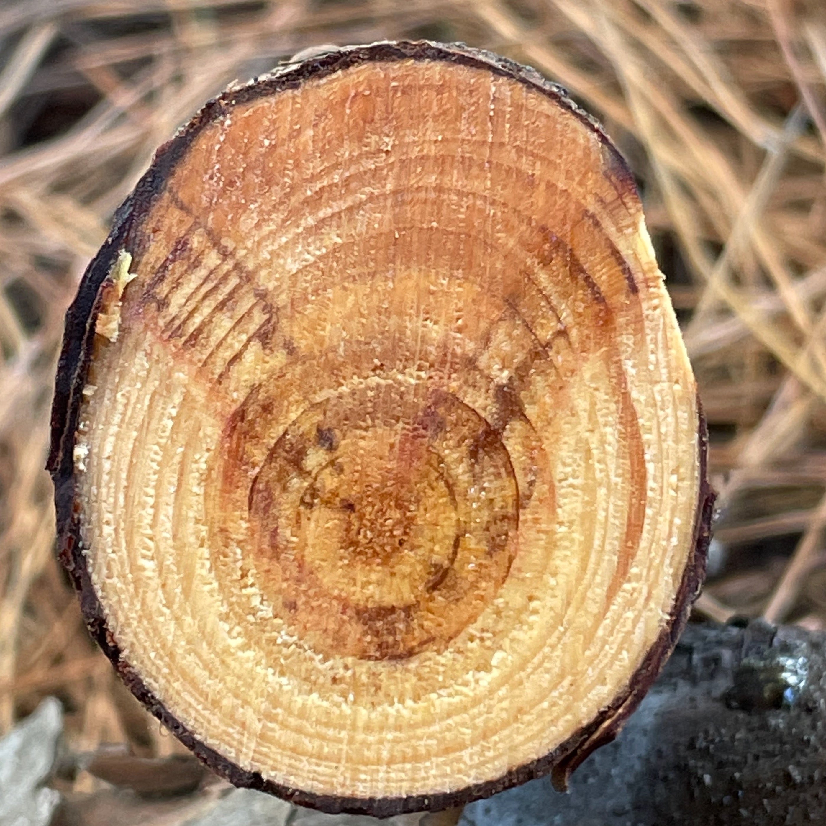 cross section of tree infected with pine ghost canker showing fungal spores