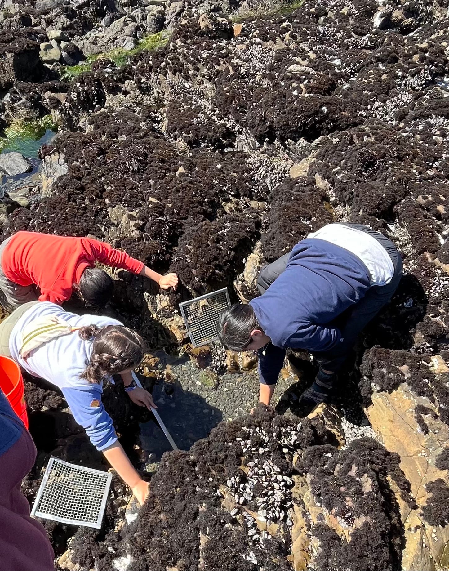 Mia Emerson and classmates collect hermit crabs in tide pools