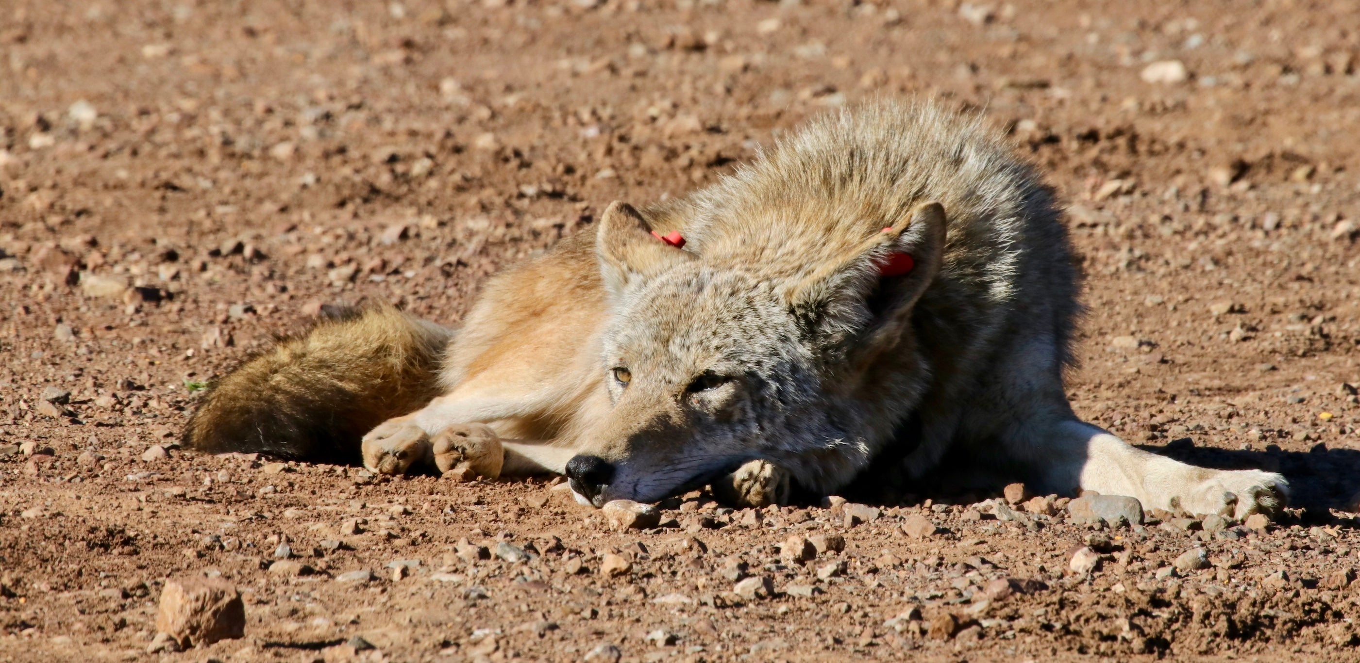 coyote rests on sandy-dirt ground