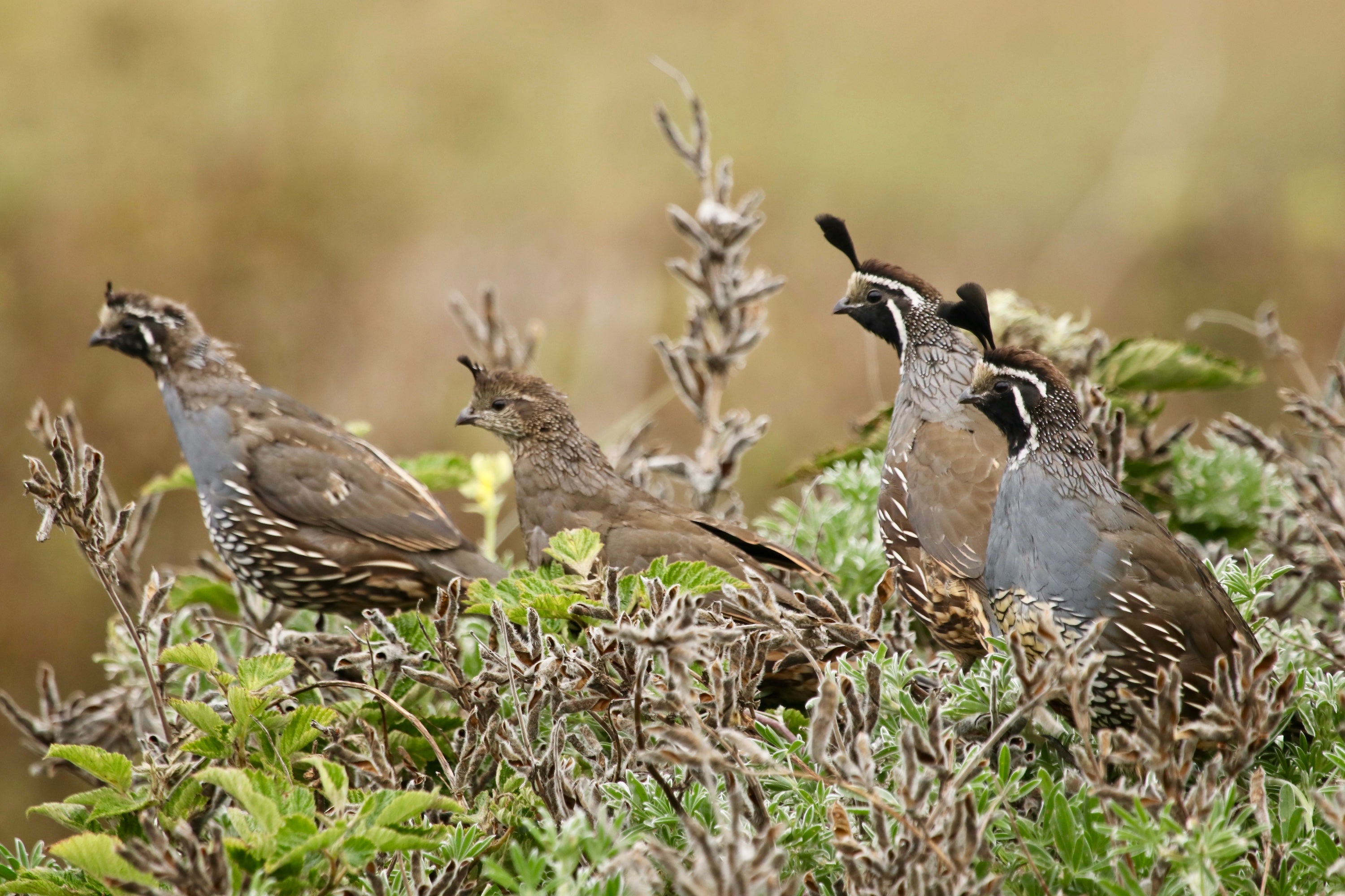 Four California quail stand among green and brown plants on the ground
