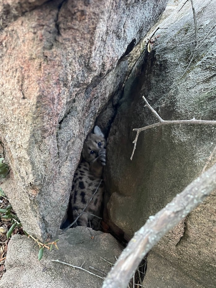 Mountain lion cub wedged between rocks during rescue