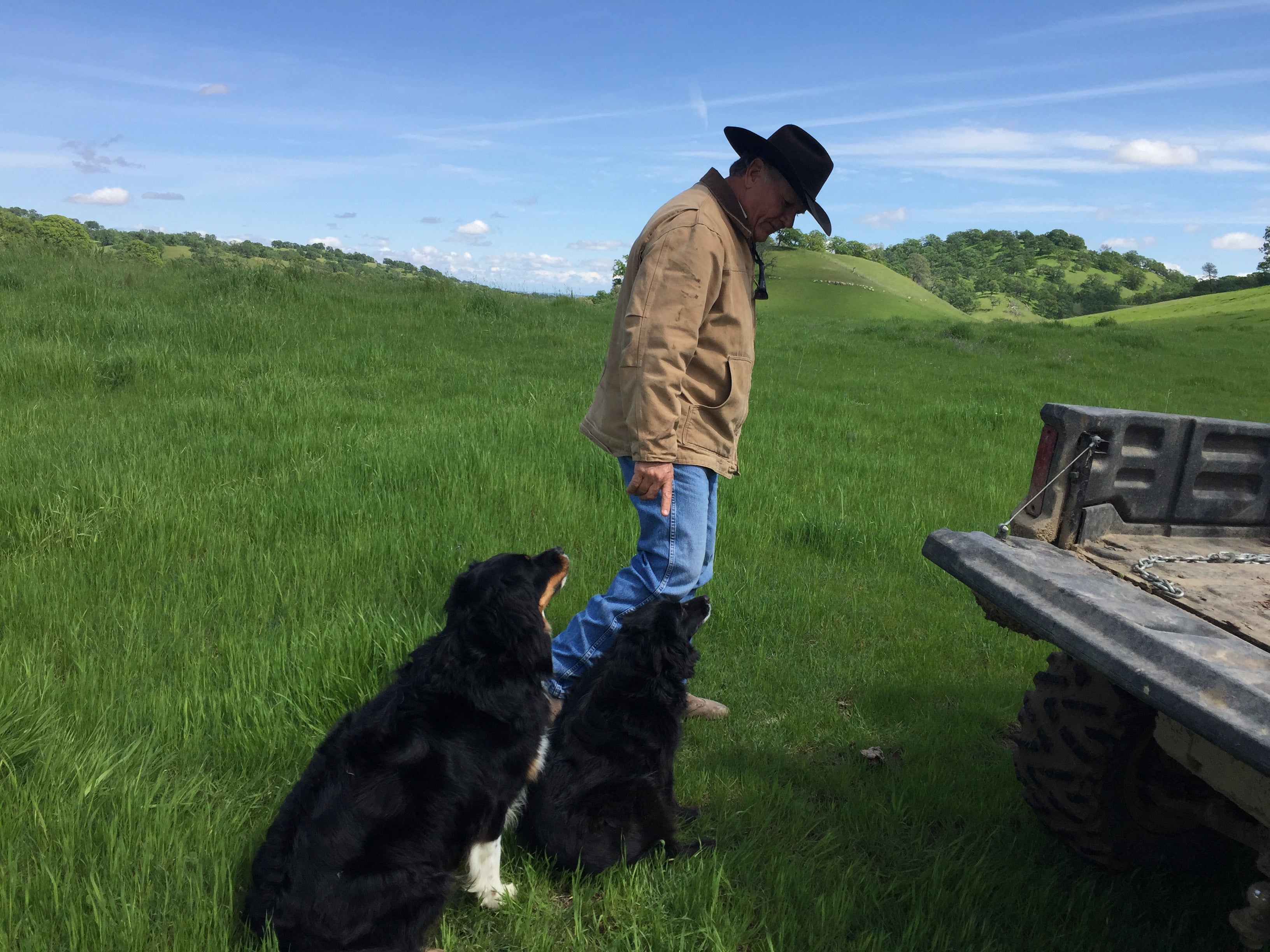 Rancher looks down at his black dogs amid green rangelands 