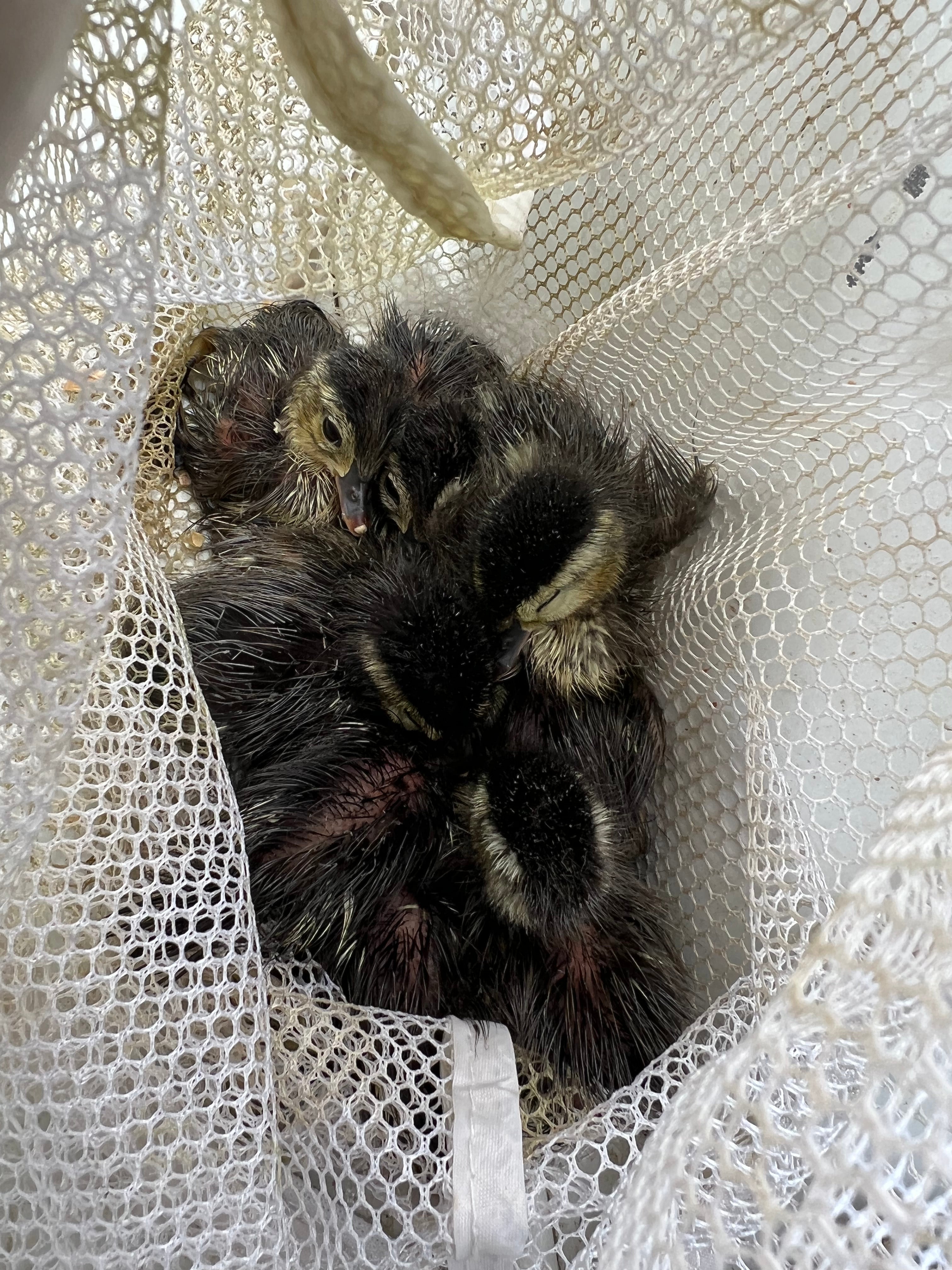 a mesh bag full of wood ducklings 