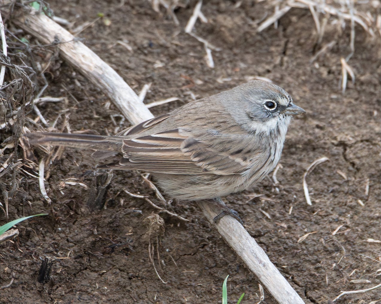 sagebrush sparrow standing on dirt road