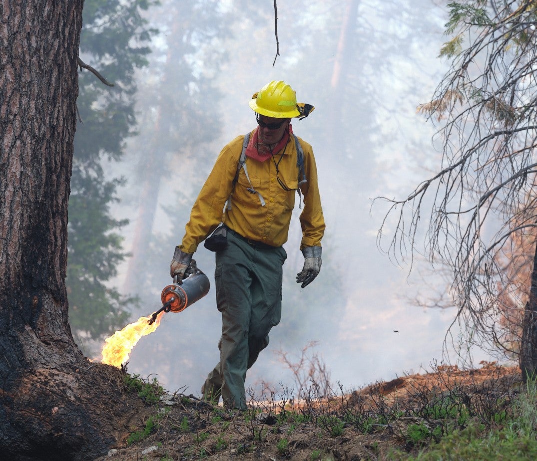 John N. Williams in yellow protective clothing lights prescribed fire with drip torch in forest. 