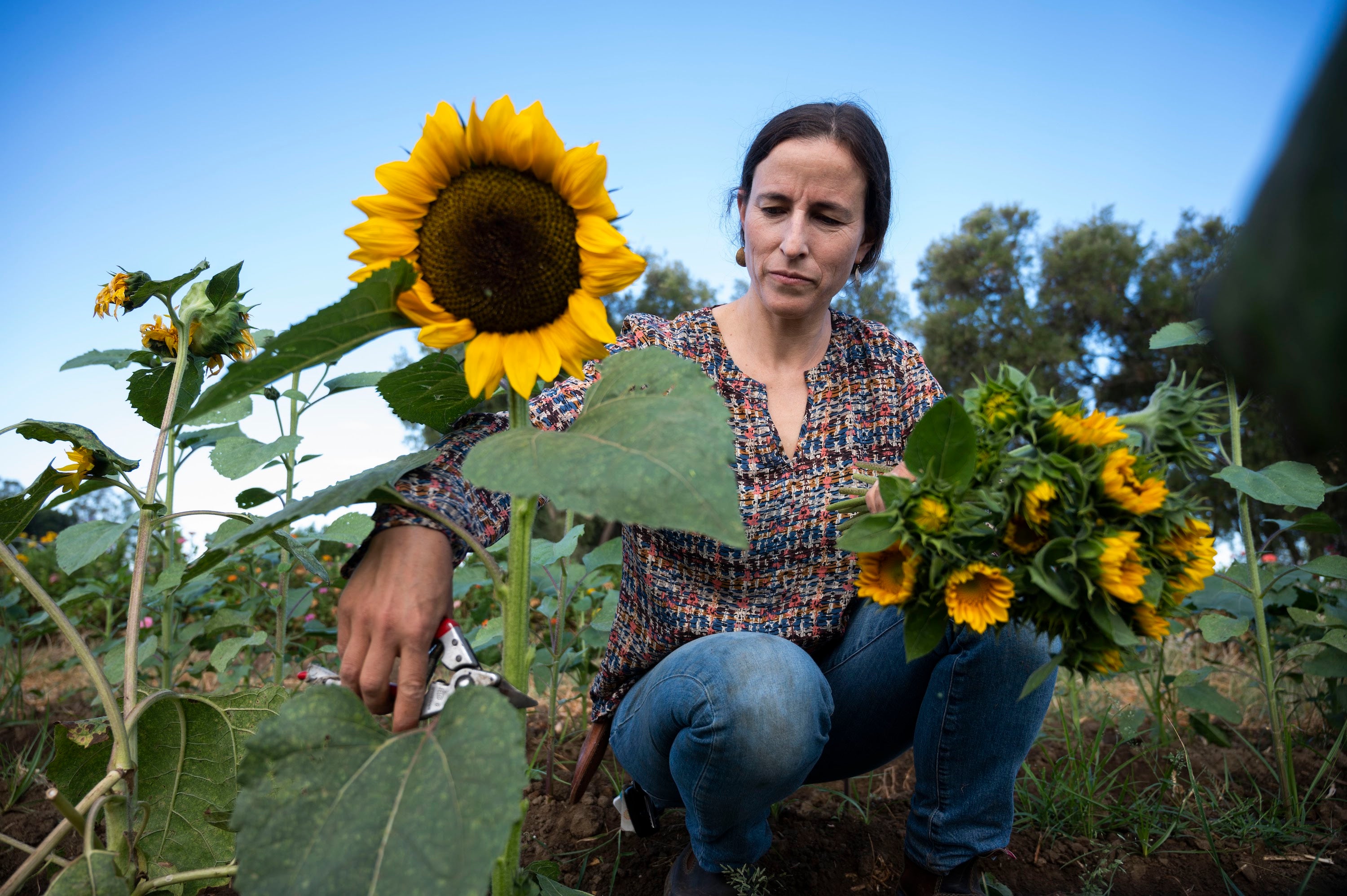 Woman picks sunflower in garden