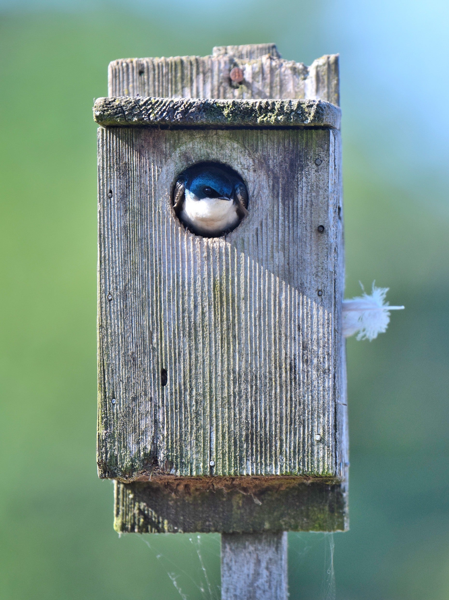 Tree swallow bird peers. out of hole in wooden bird box