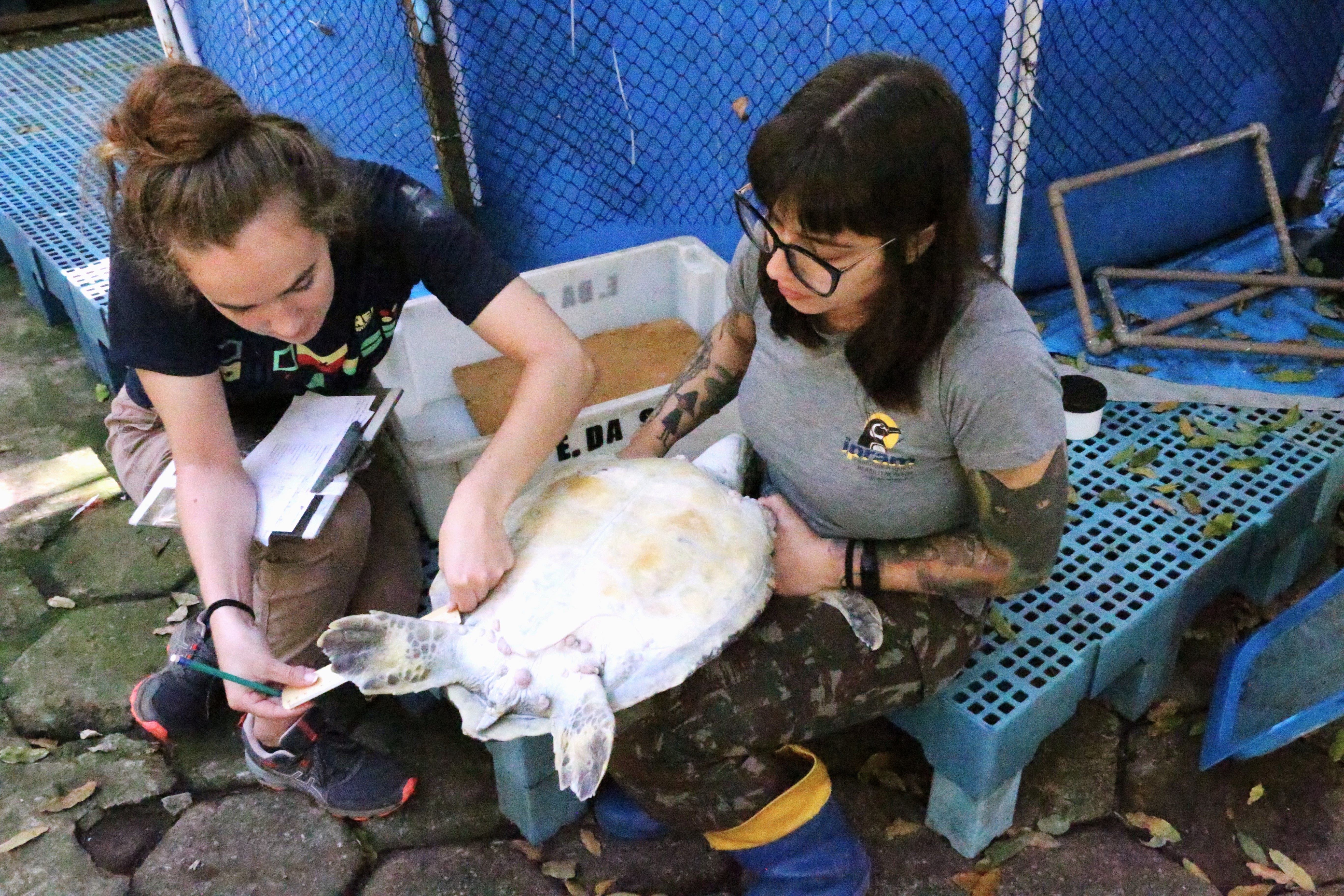 Student and vet work with stranded turtle