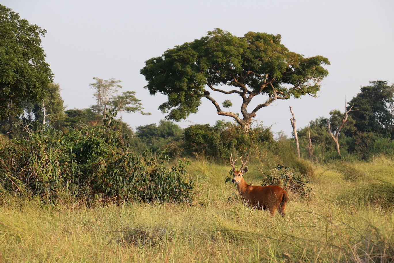 Marsh deer in savanna lining Brazilian Amazon, large tree in background