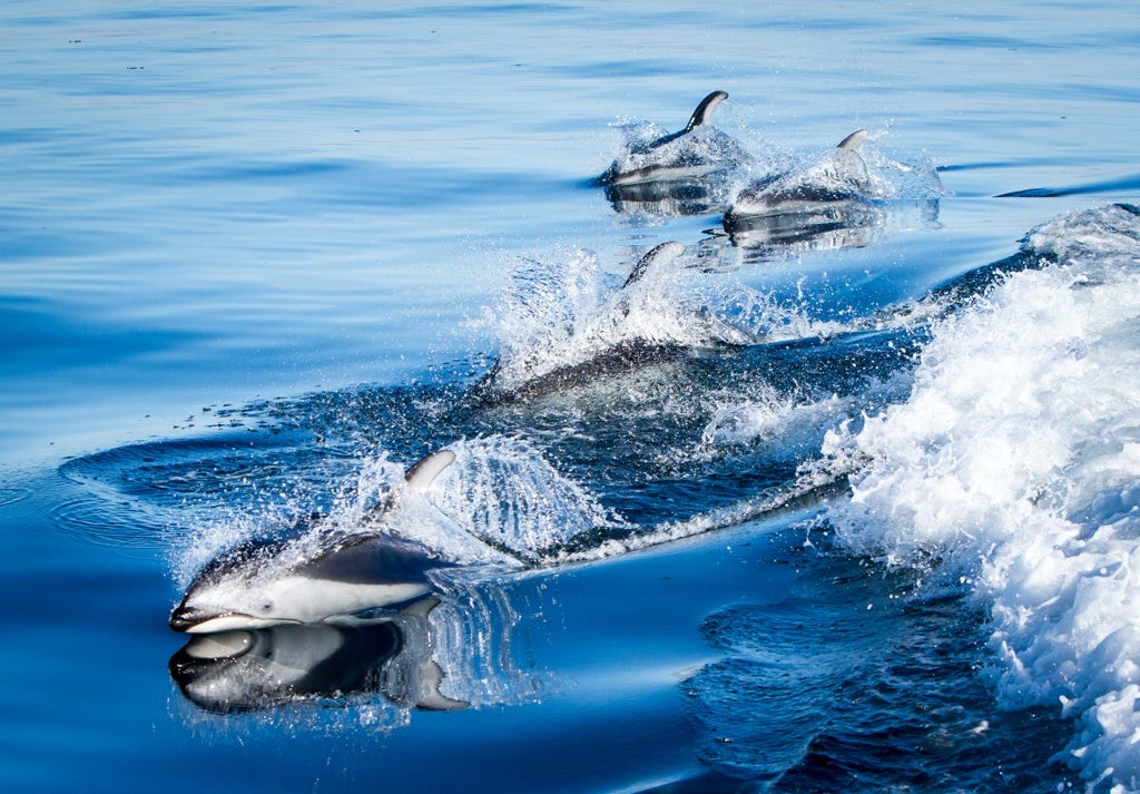 Pacific white-sided dolphins swimming