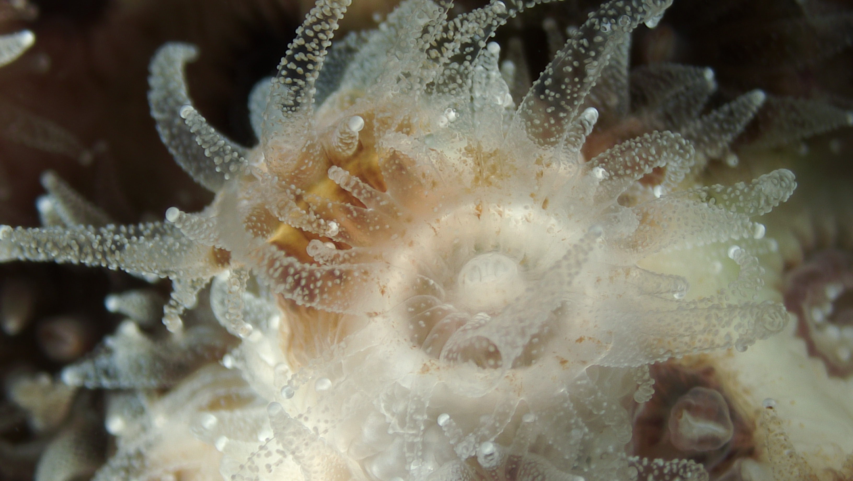 Microscopic coral A. poculata, white with tentacles extended