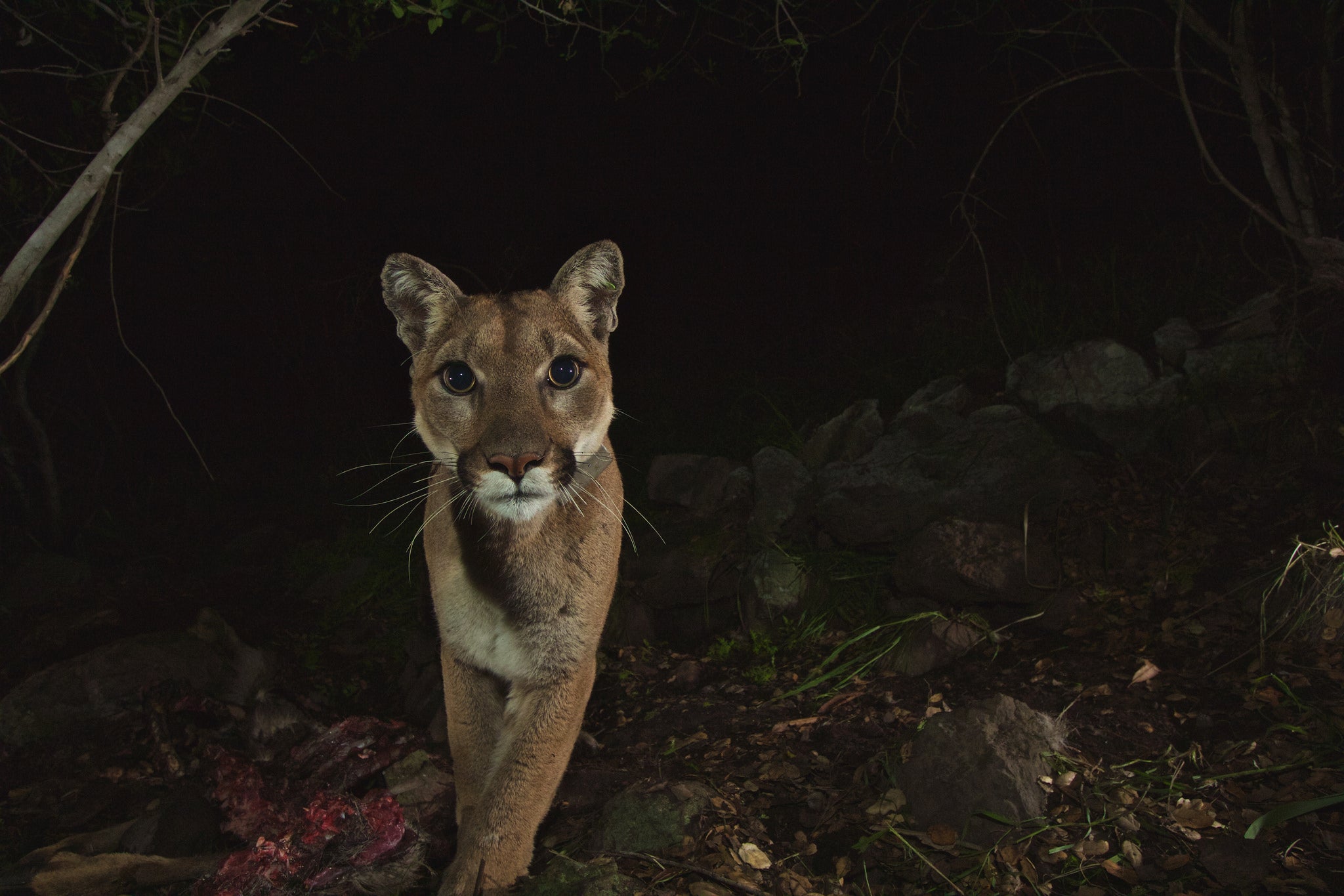 female mountain lion stares at camera while walking in dark woods