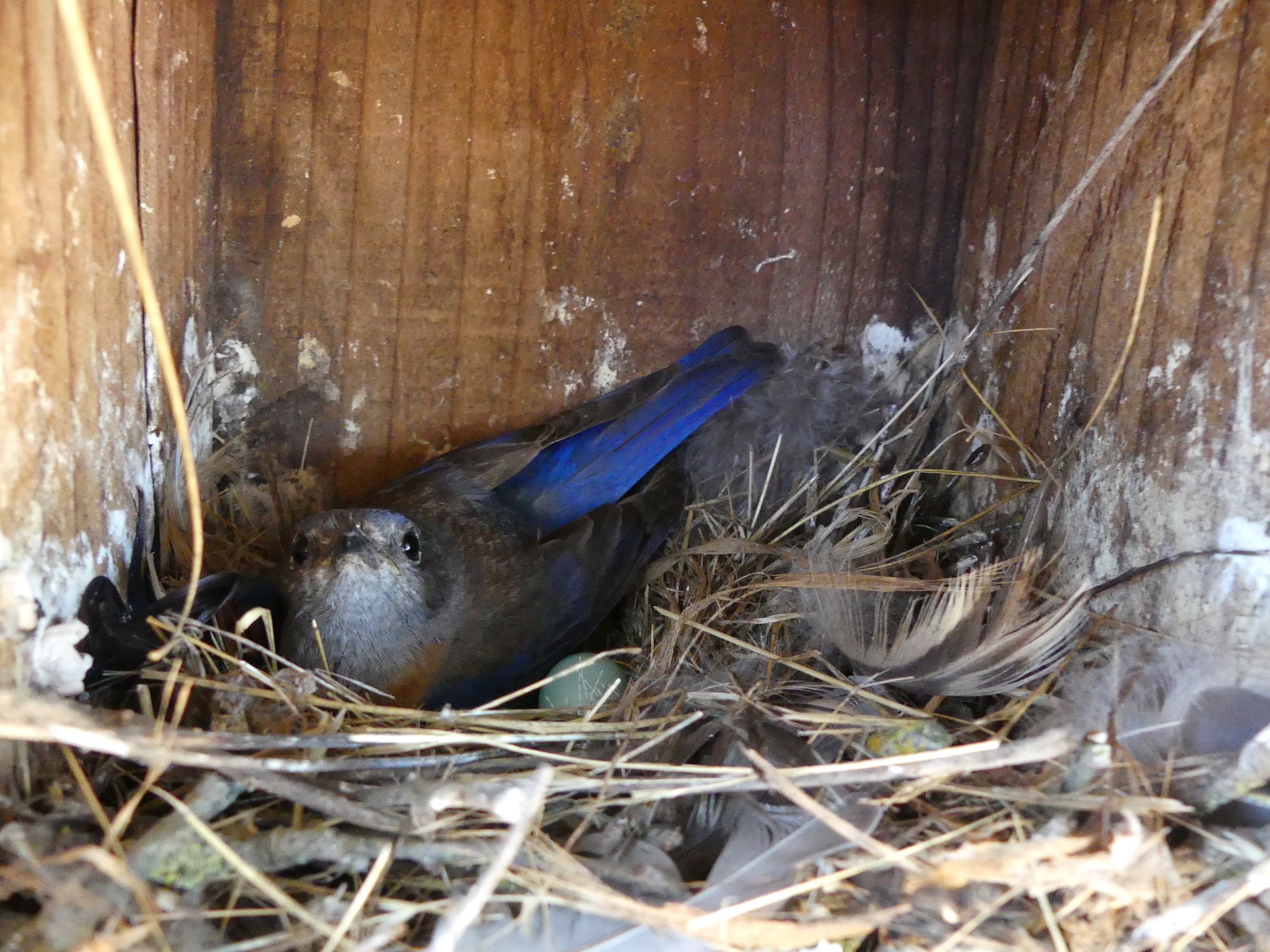 Western bluebird incubates eggs in a nestbox