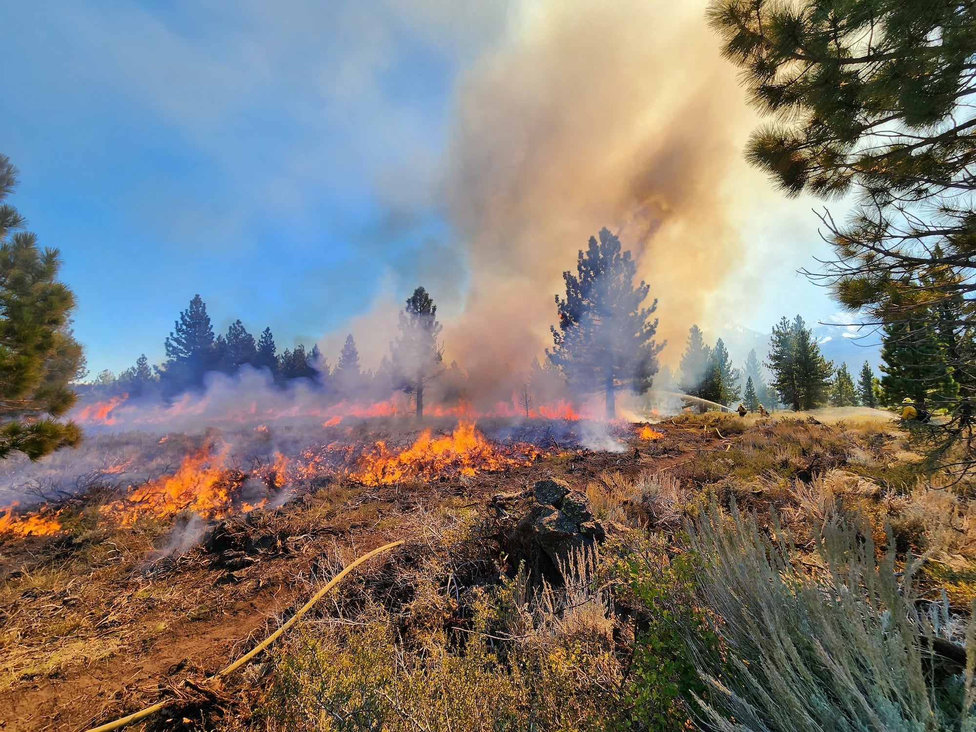 Prescribed fire igniting grass and trees, with smoke billowing into a blue sky. 