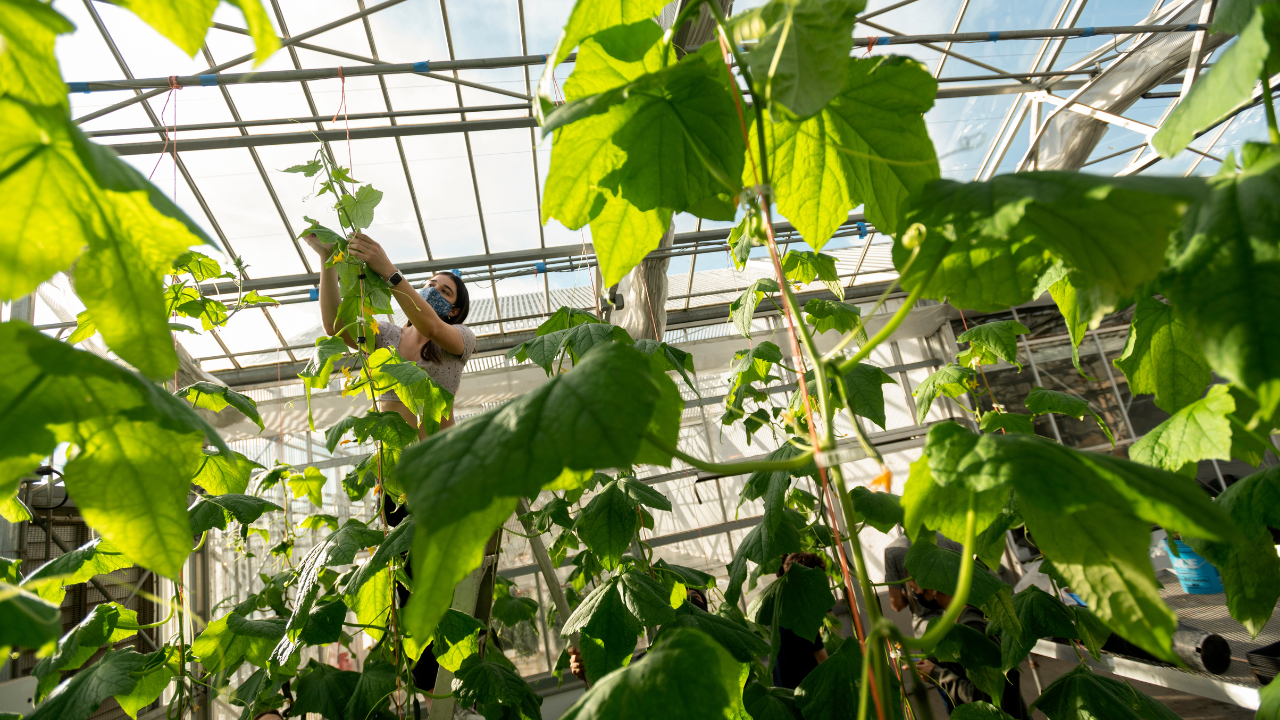  Emma Desany, a plant science major, stands on an A-frame ladder to measure out the vine.