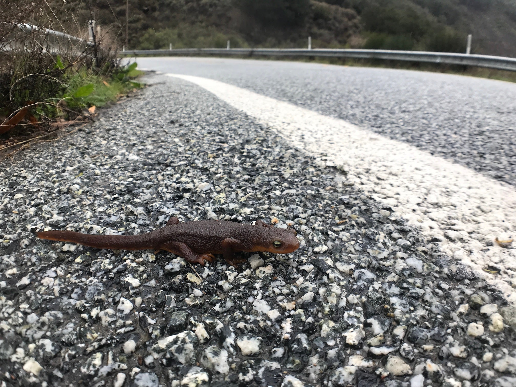 Pacific newt, close up, attempts to cross highway