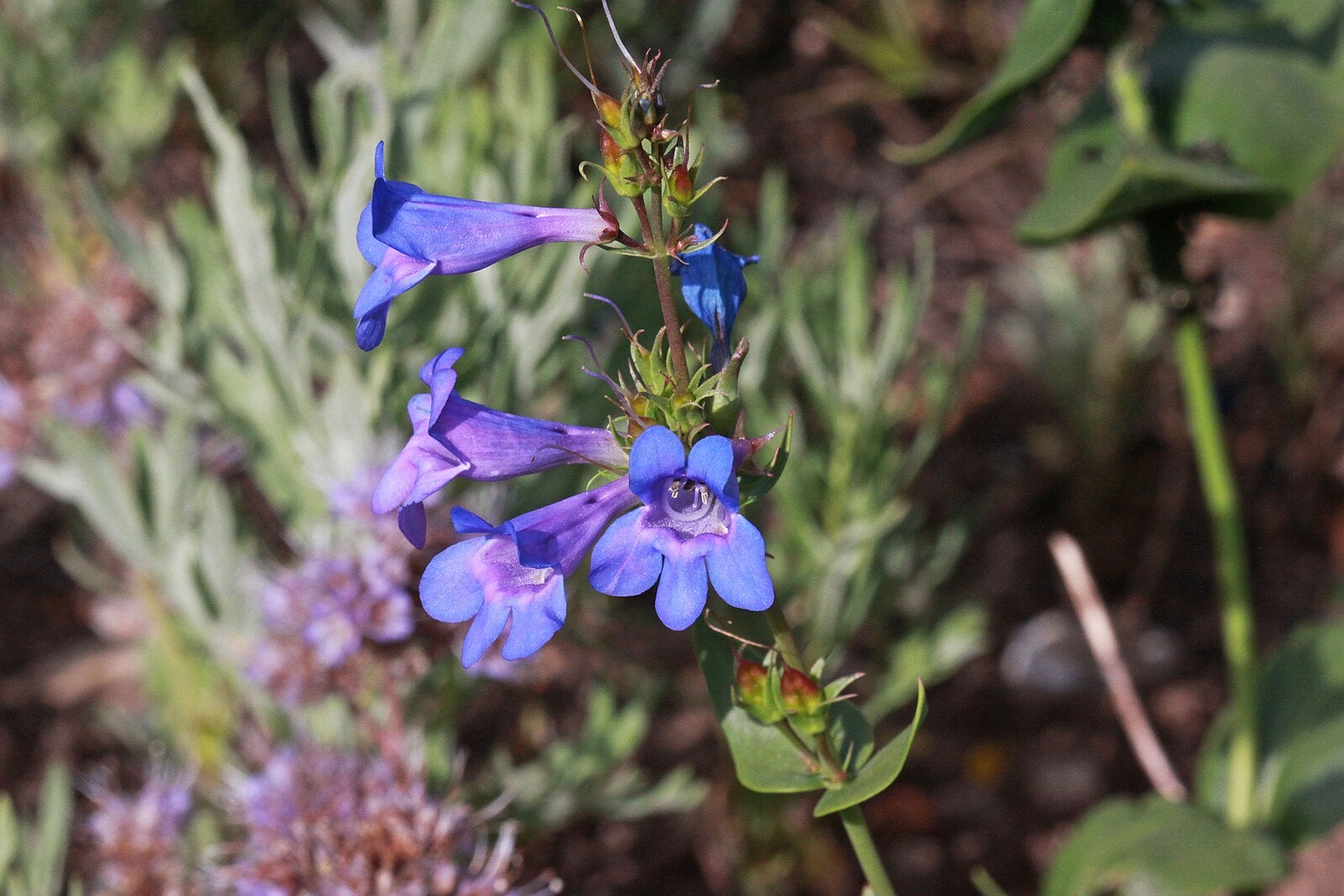 Penstemon cyananthus, a purple-blue flower 