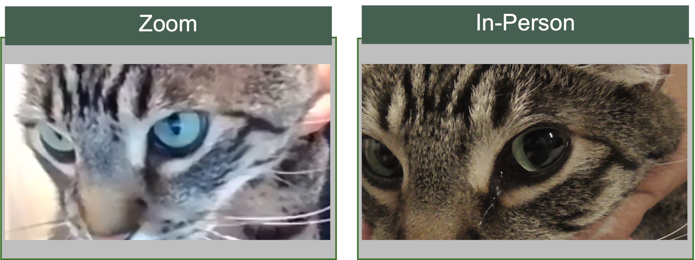 The cat on the left is having a virtual veterinary appointment. The cat on the right is having an in-person exam. The cat on the right shows dilated pupils, which is a sign of stress.