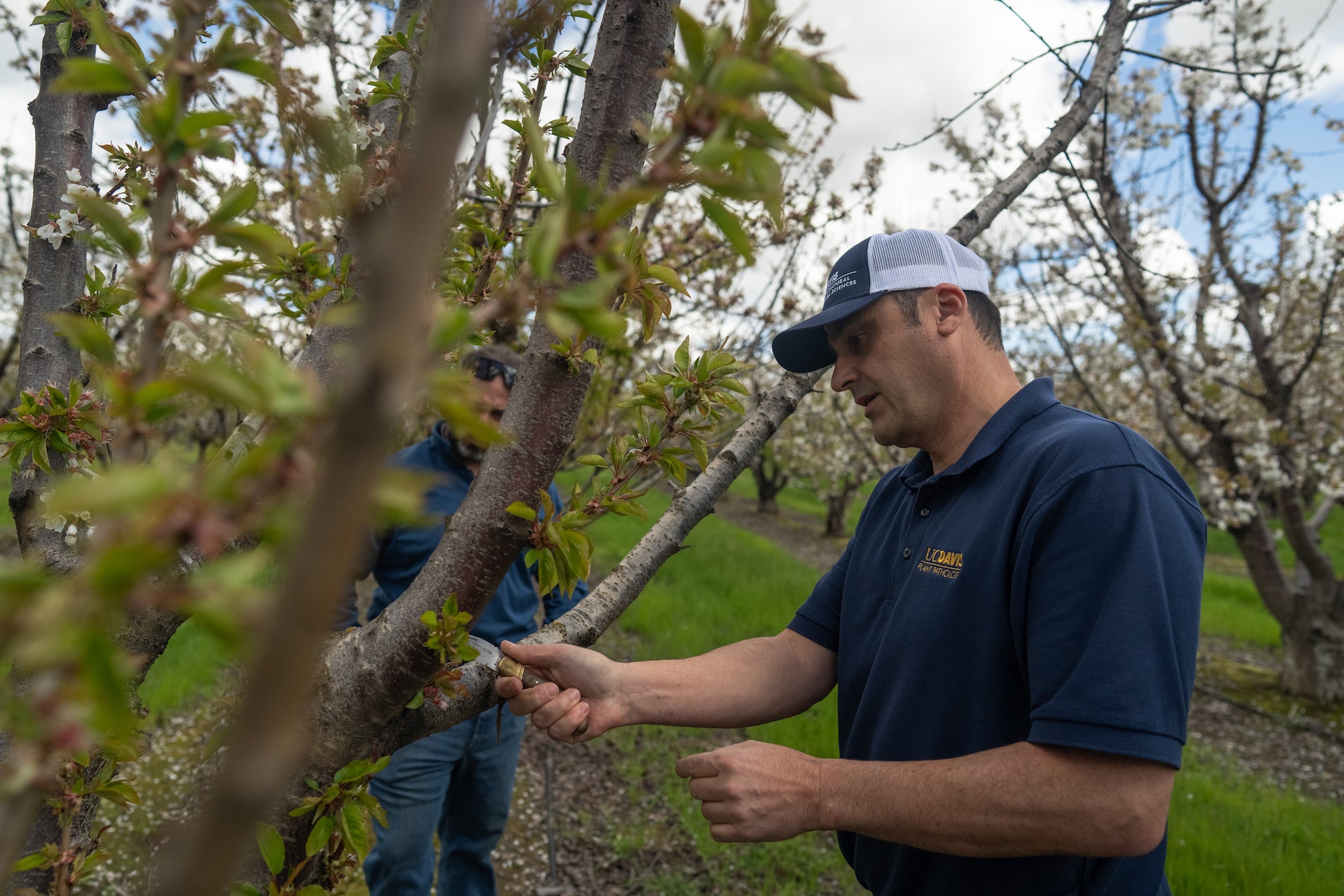 UC Davis Plant Pathologist Florent “Flo” Trouillas examines an almond tree for potential pathogens. (Jael Mackendorf/UC Davis)