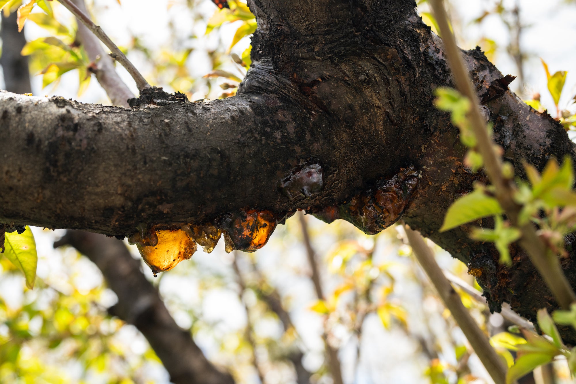 A cherry tree showing signs of gumming from a bacterial canker in a Lodi orchard. The branch of the tree shows what look like gummy-type balls dripping from the tree. (Jael Mackendorf/UC Davis)