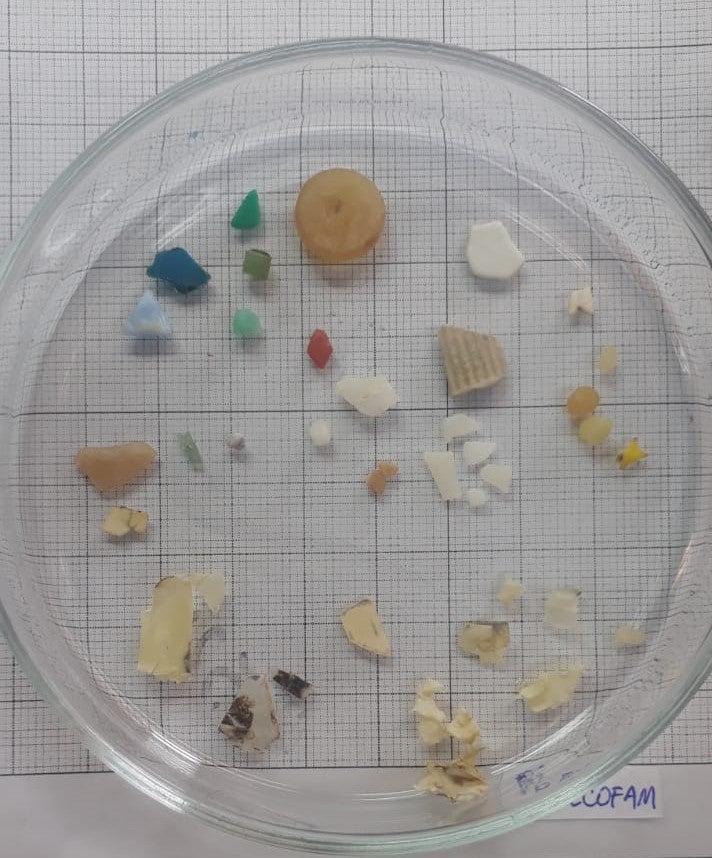 Clear petri dish on graph paper holding assorted small plastic and foam fragments and beads.