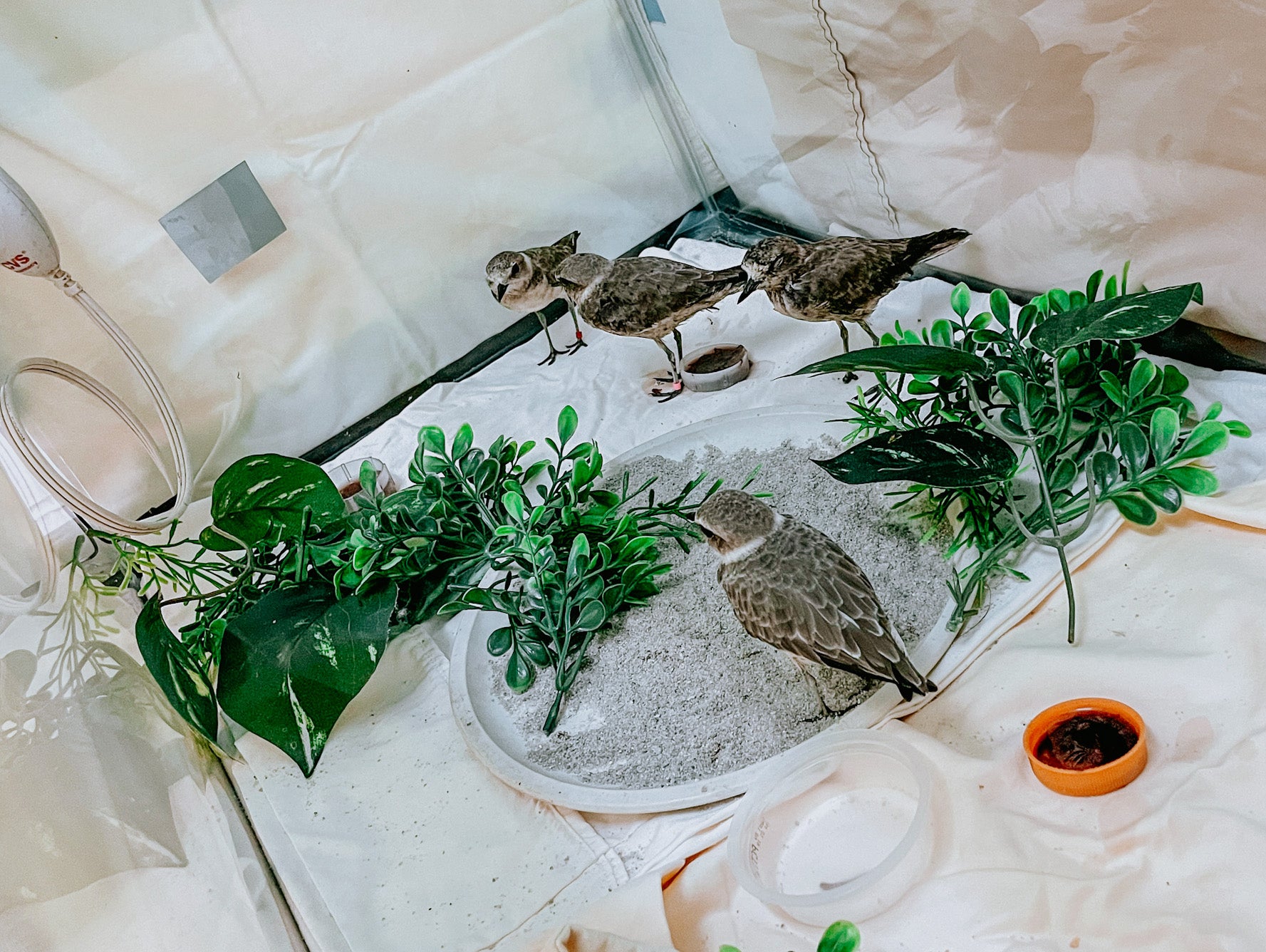 A makeshift habitat for birds includes sand, water and small plants