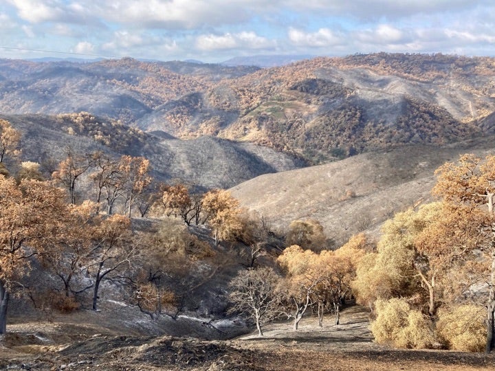 Post-fire landscape in chaparral shrub land, Quail Ridge, California