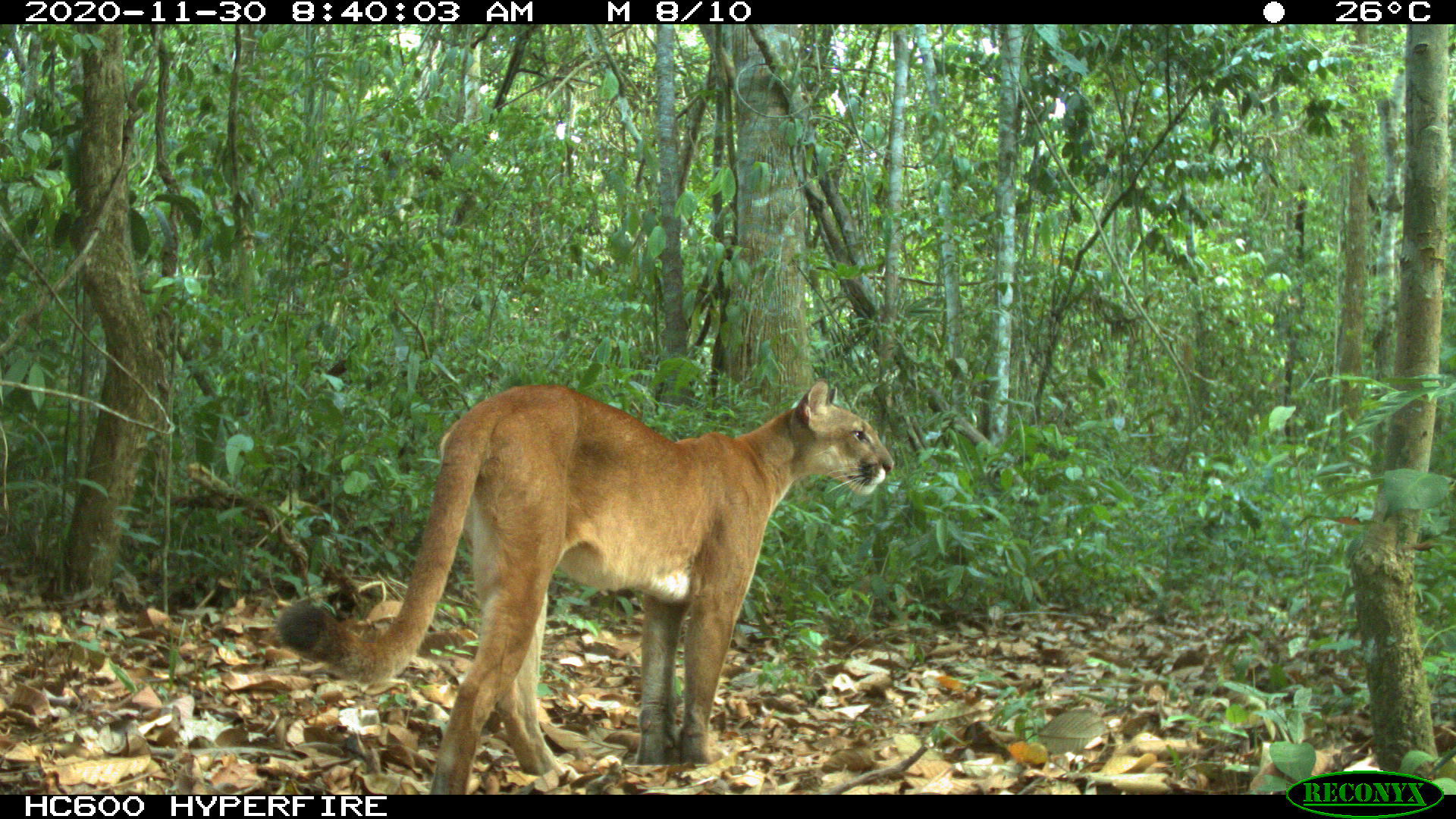 Puma walks by trail camera in Brazilian Amazon