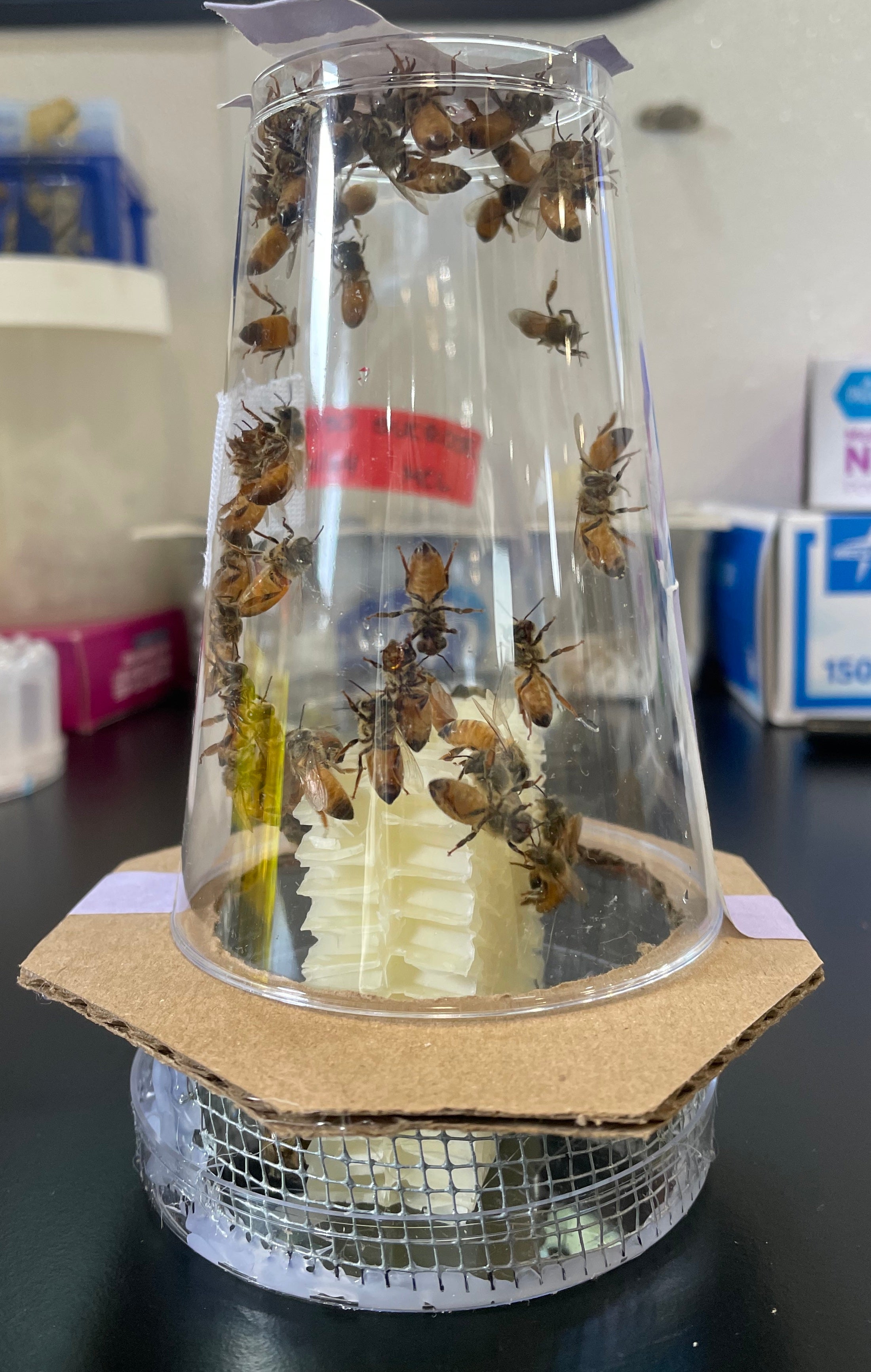 Inverted clear plastic cup over white cone, many bees stuck inside on cardboard base
