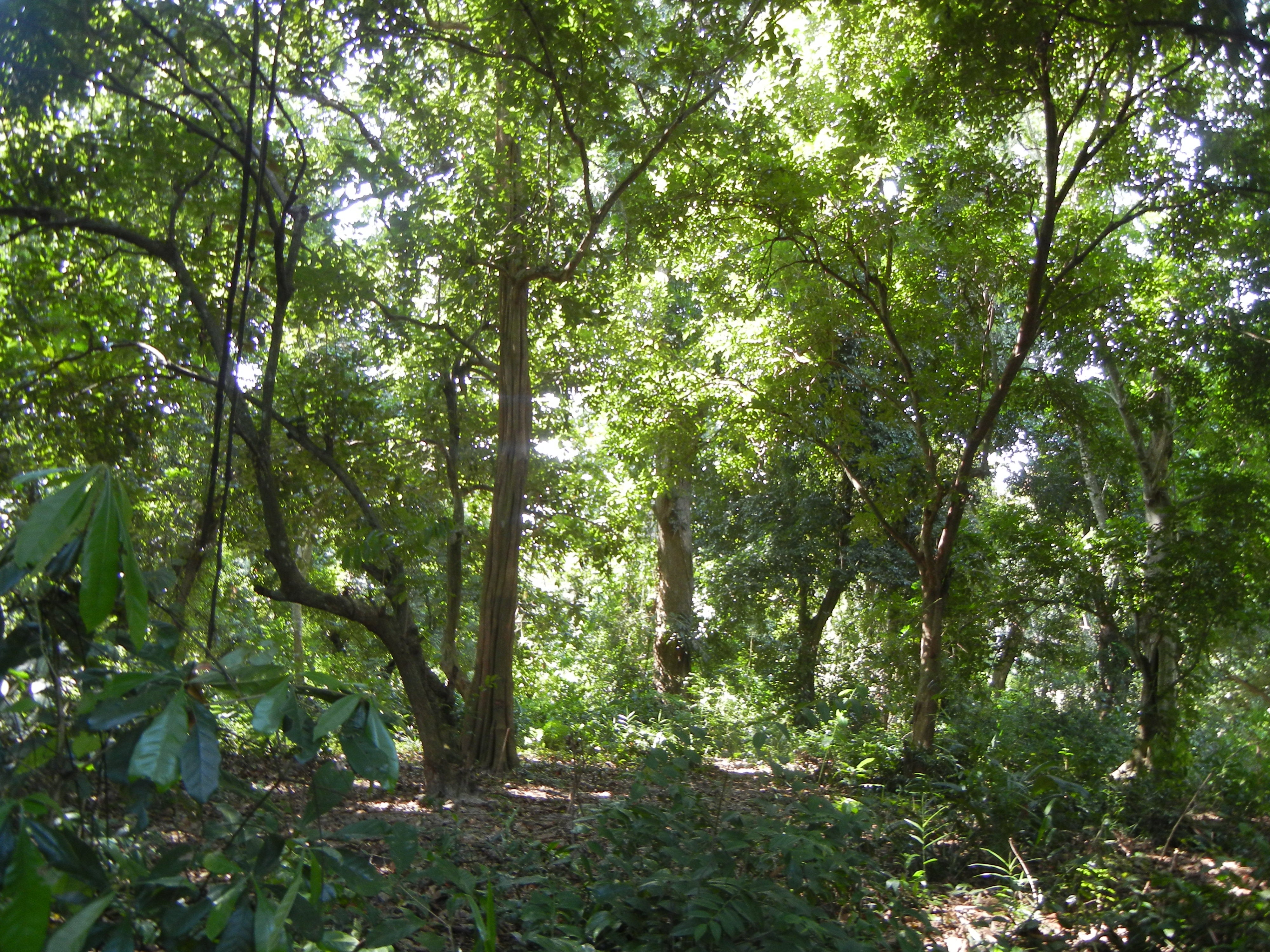 Dense forest in Pemba, Tanzania