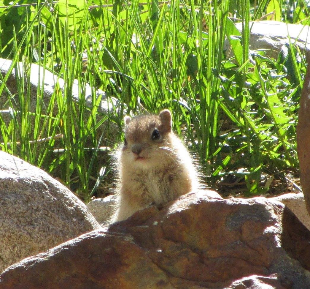 golden-mantled ground squirrel pup looks up
