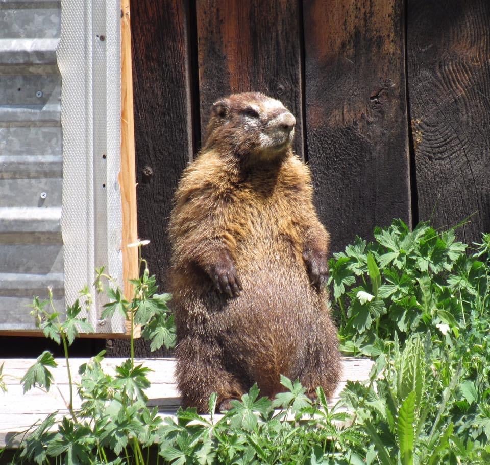 Yellow-bellied marmot stands up in front of a wooden door